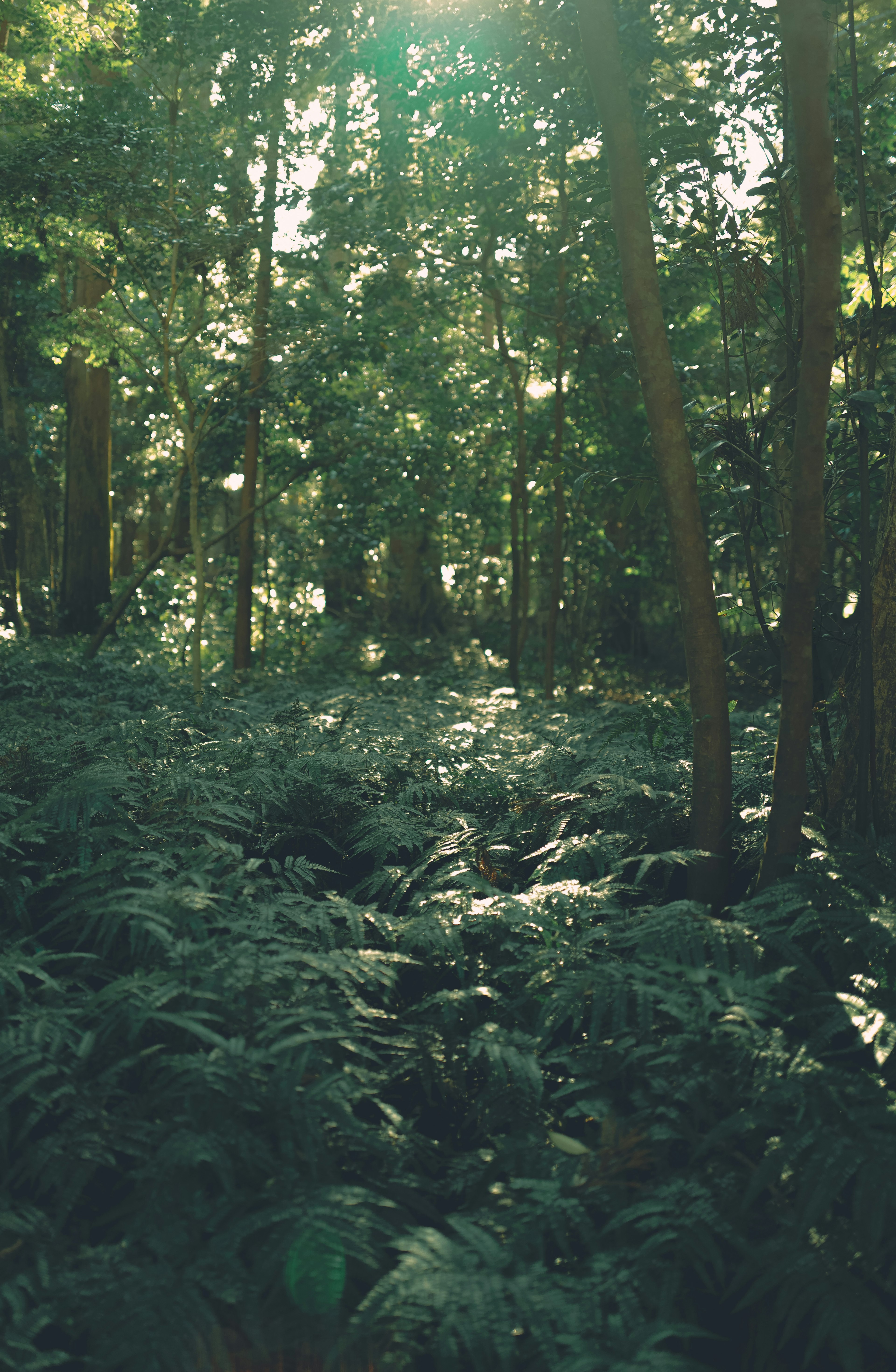 Lush forest scene with ferns and trees illuminated by sunlight