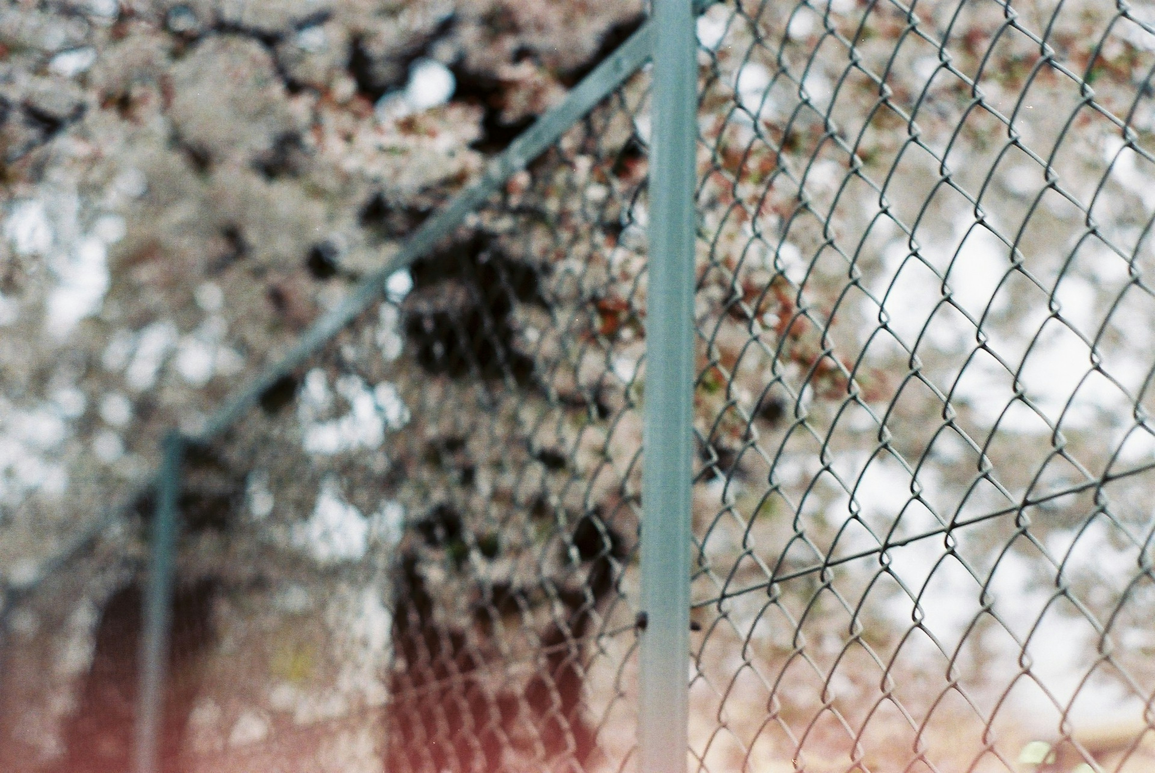 A green fence in focus with a blurred background of trees