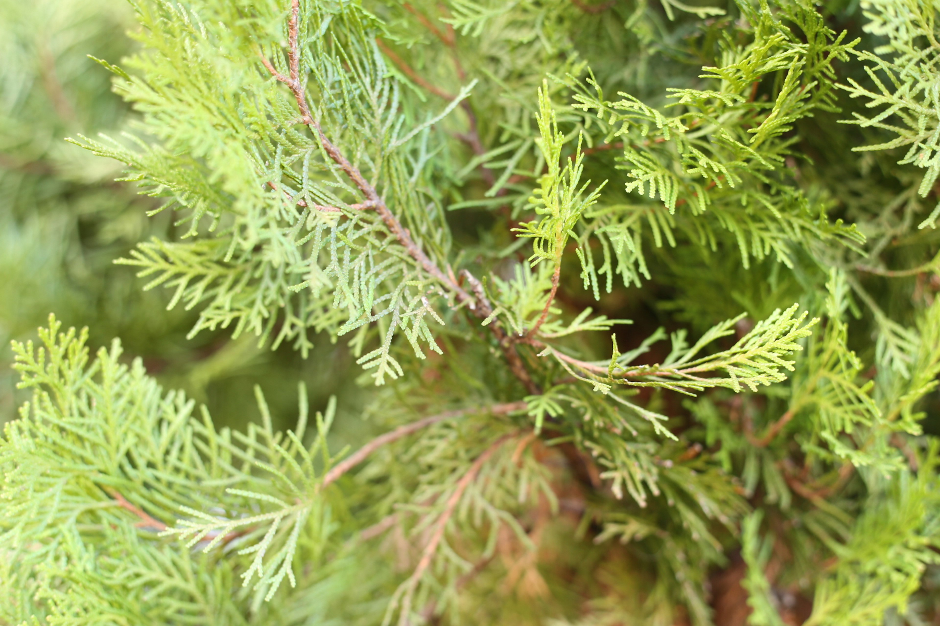 Close-up of lush green foliage with intricate leaf patterns