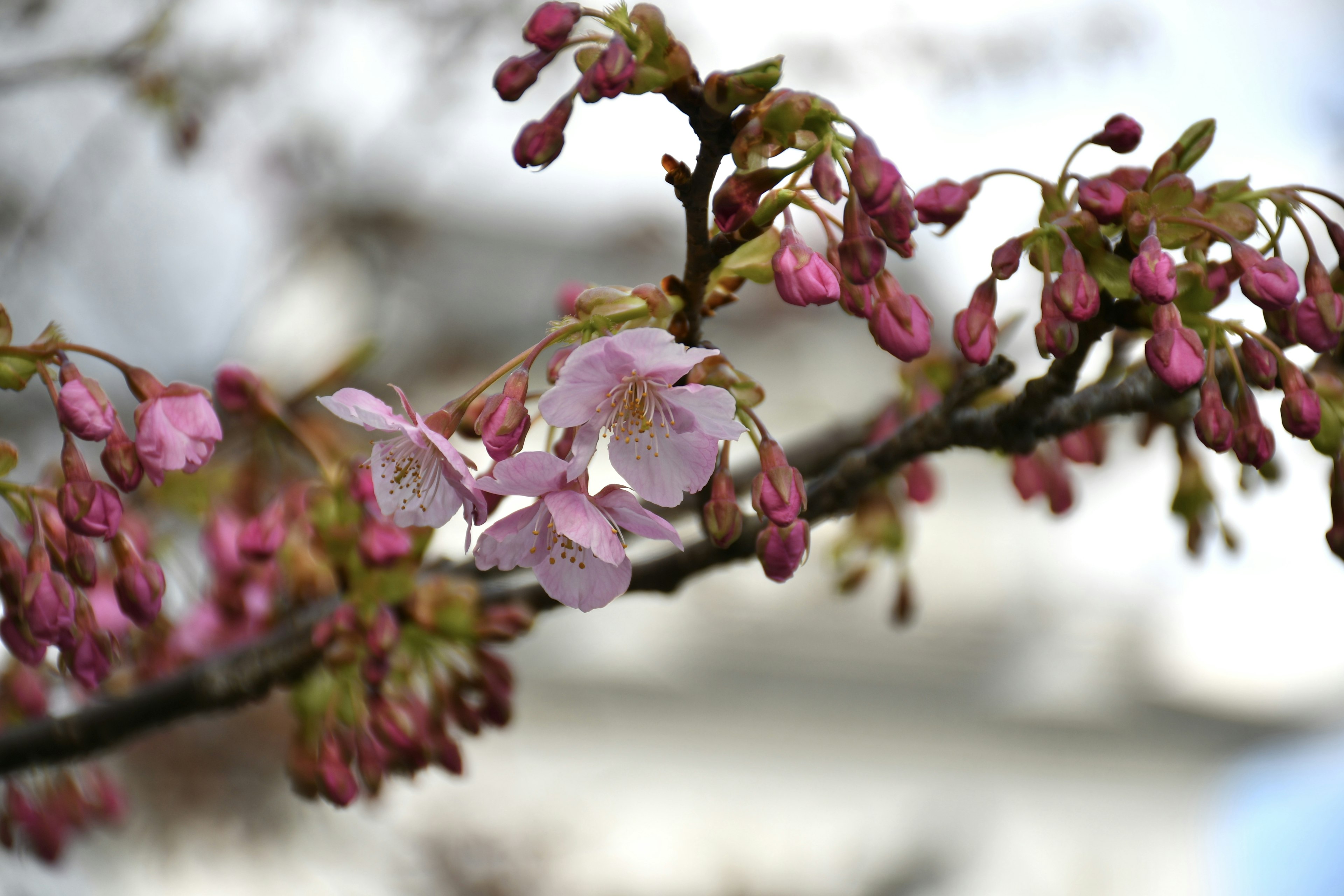 桜の花とつぼみが付いた枝のクローズアップ