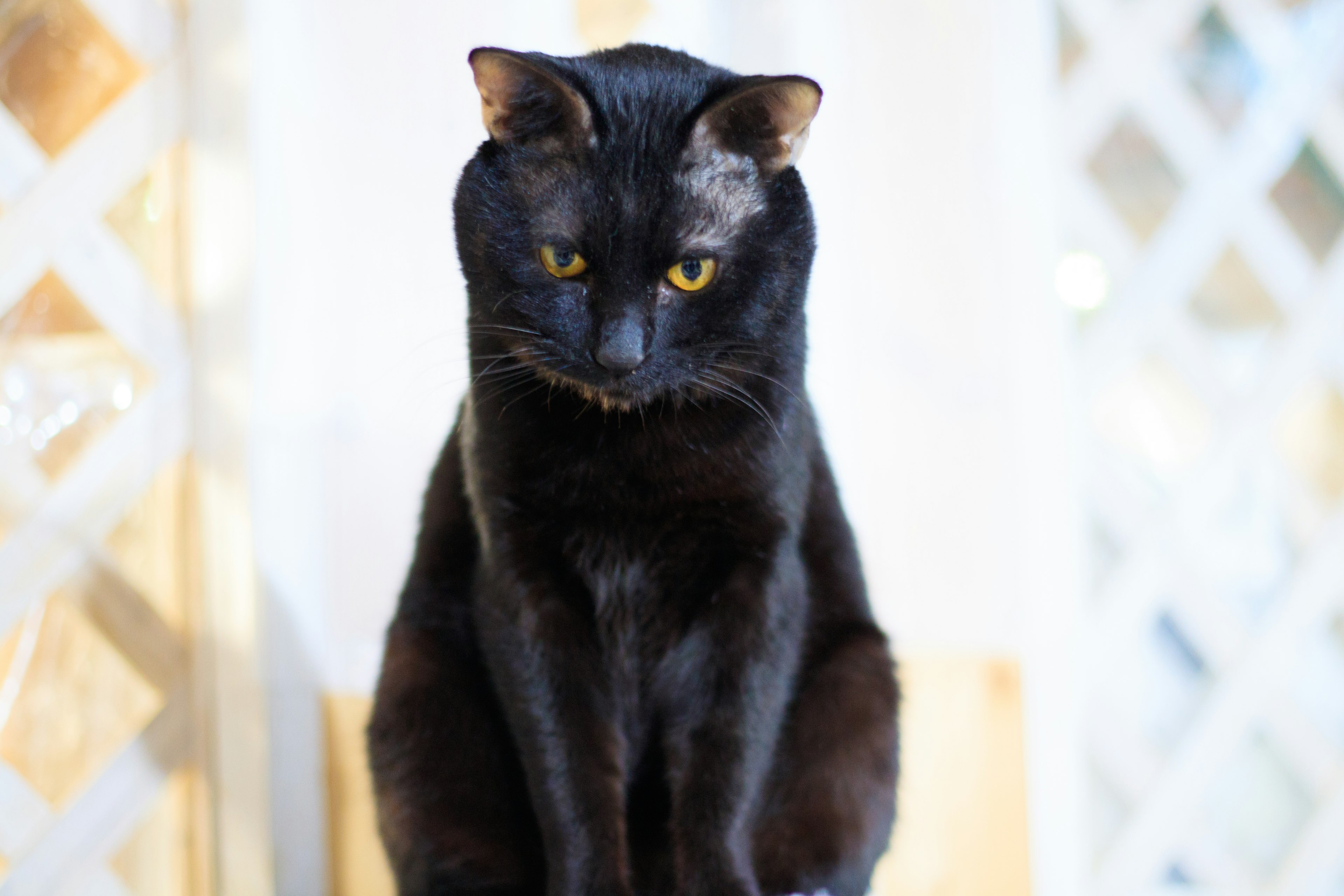 A black cat with striking yellow eyes sitting attentively