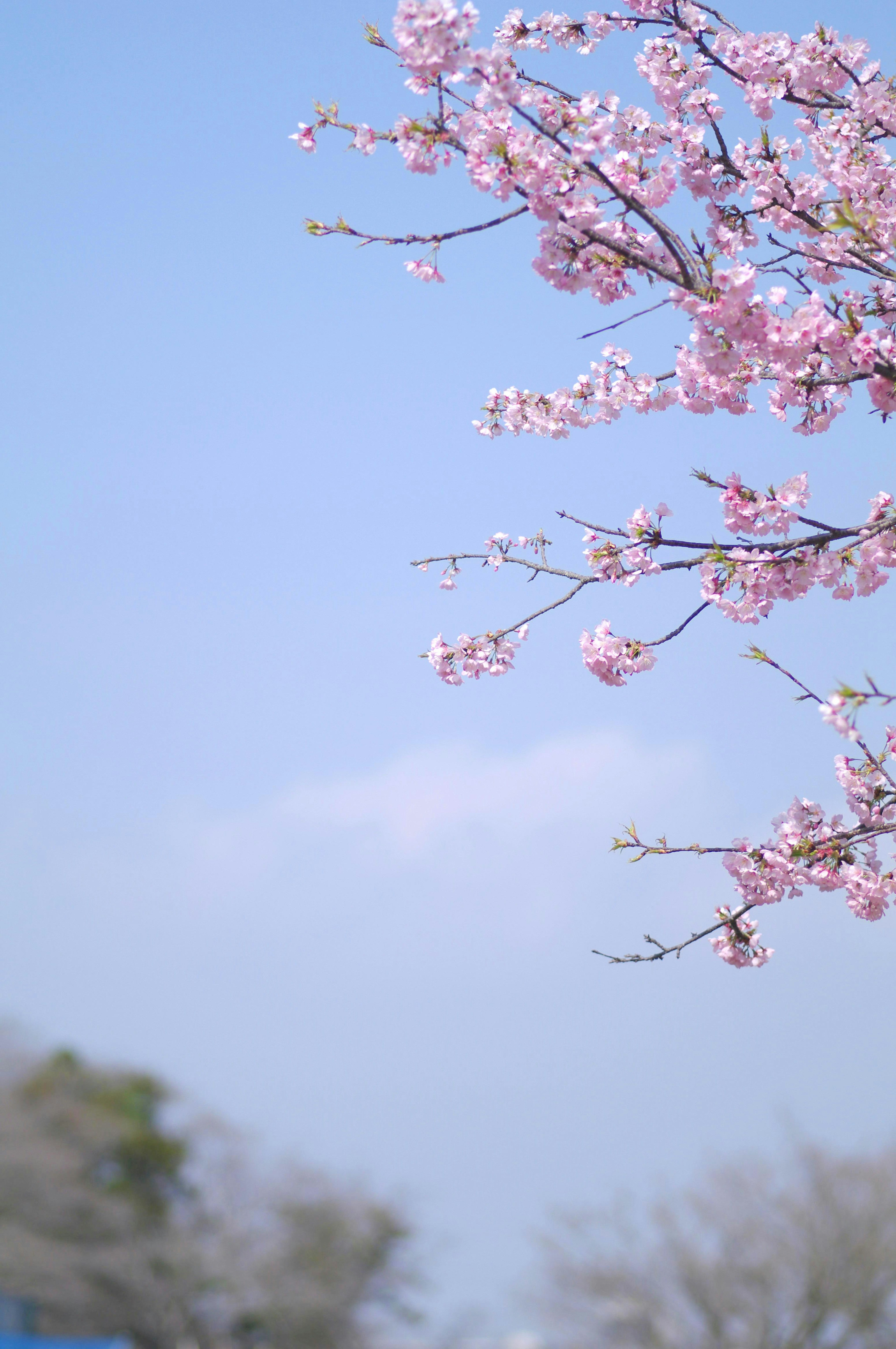 Cherry blossoms blooming against a clear blue sky