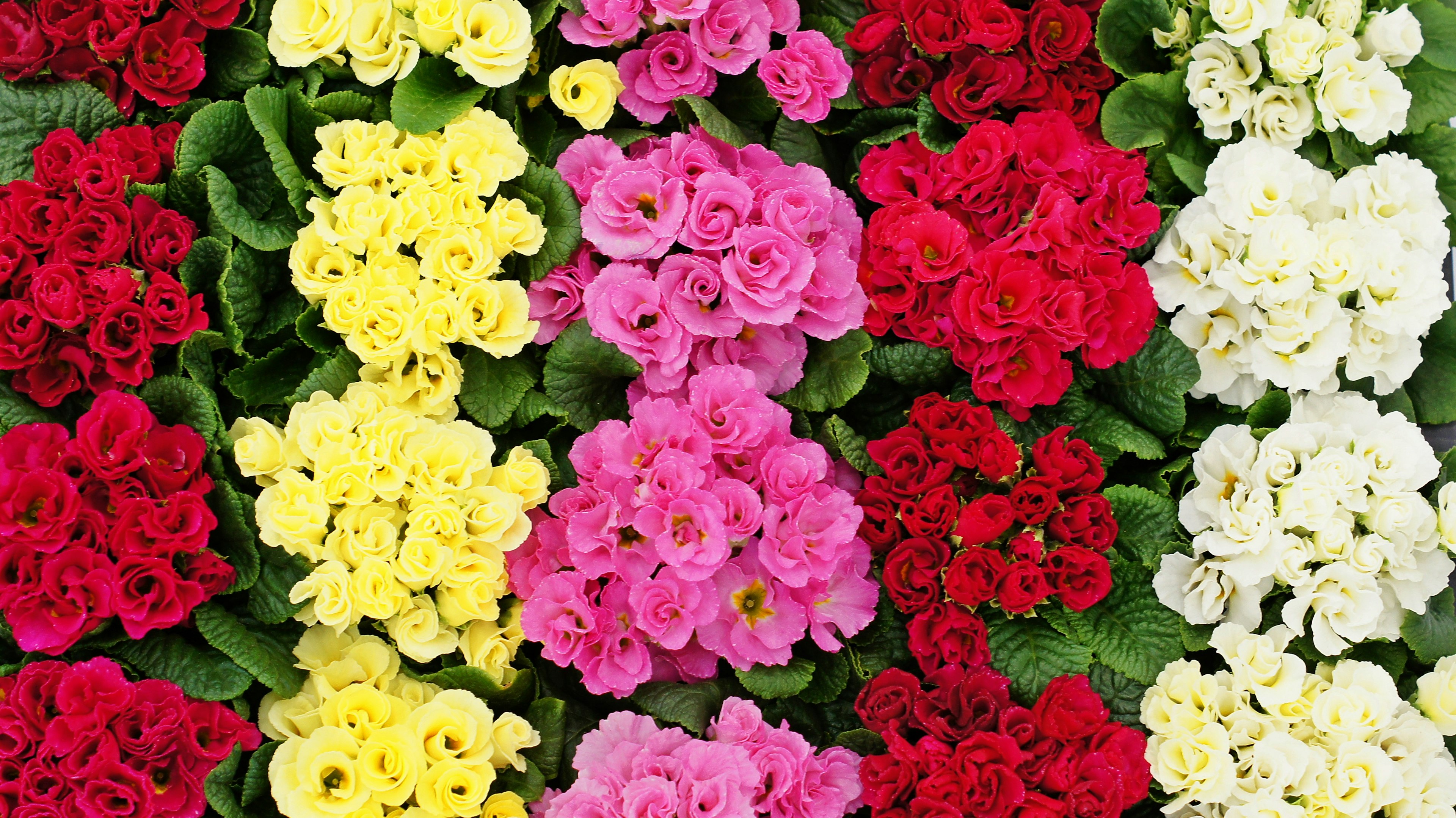 Una hermosa imagen de flores coloridas en plena floración