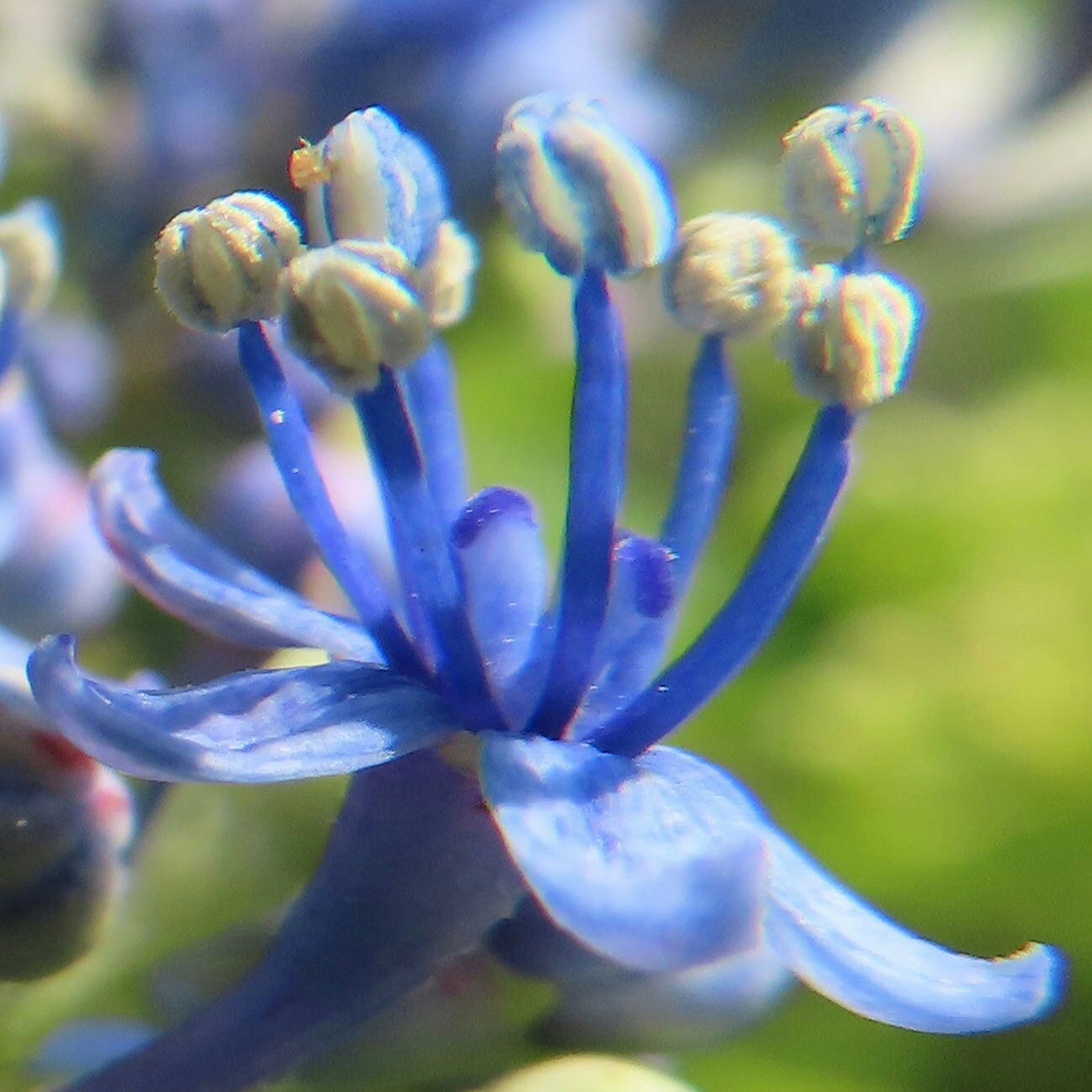 青い花のクローズアップ写真で、花びらと雄しべの詳細が見える