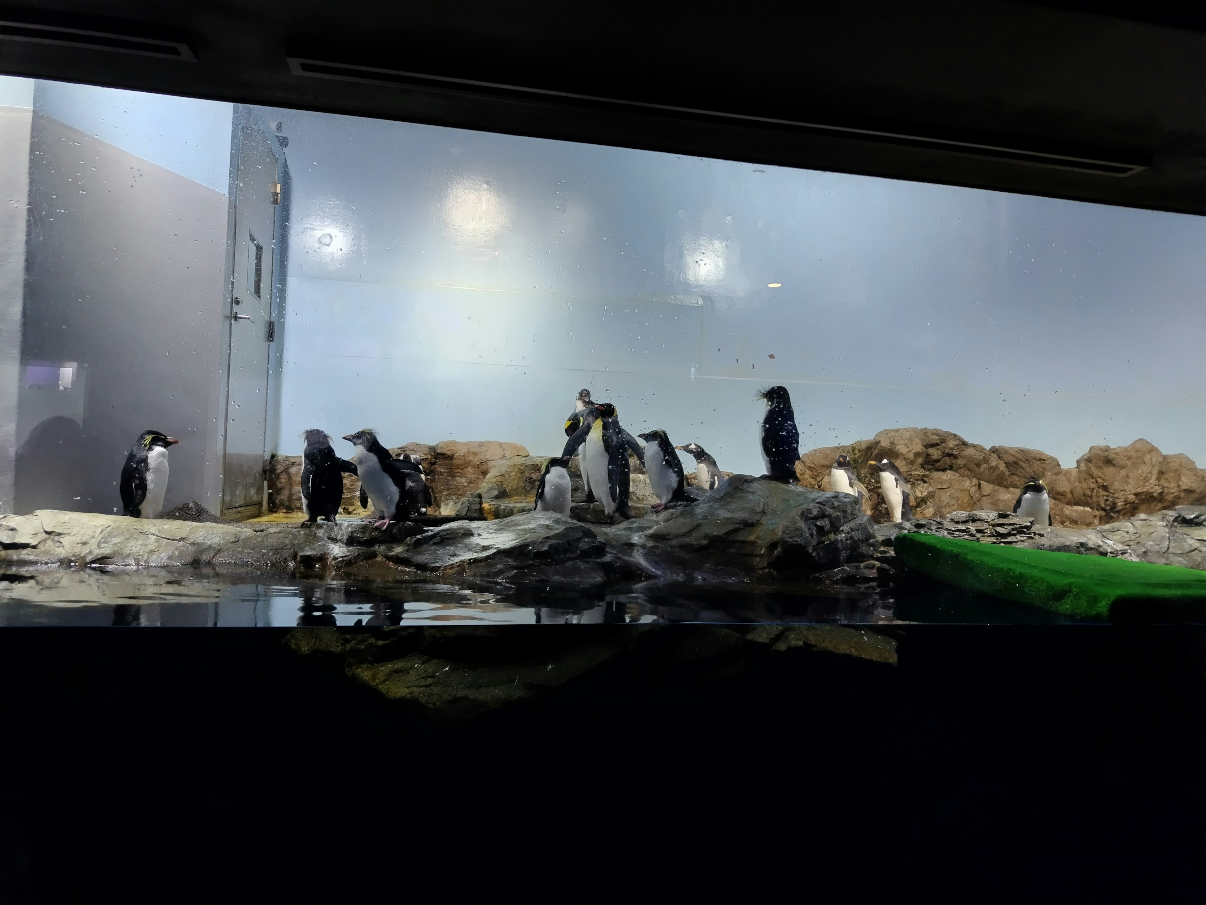 Scene of penguins walking in a display area