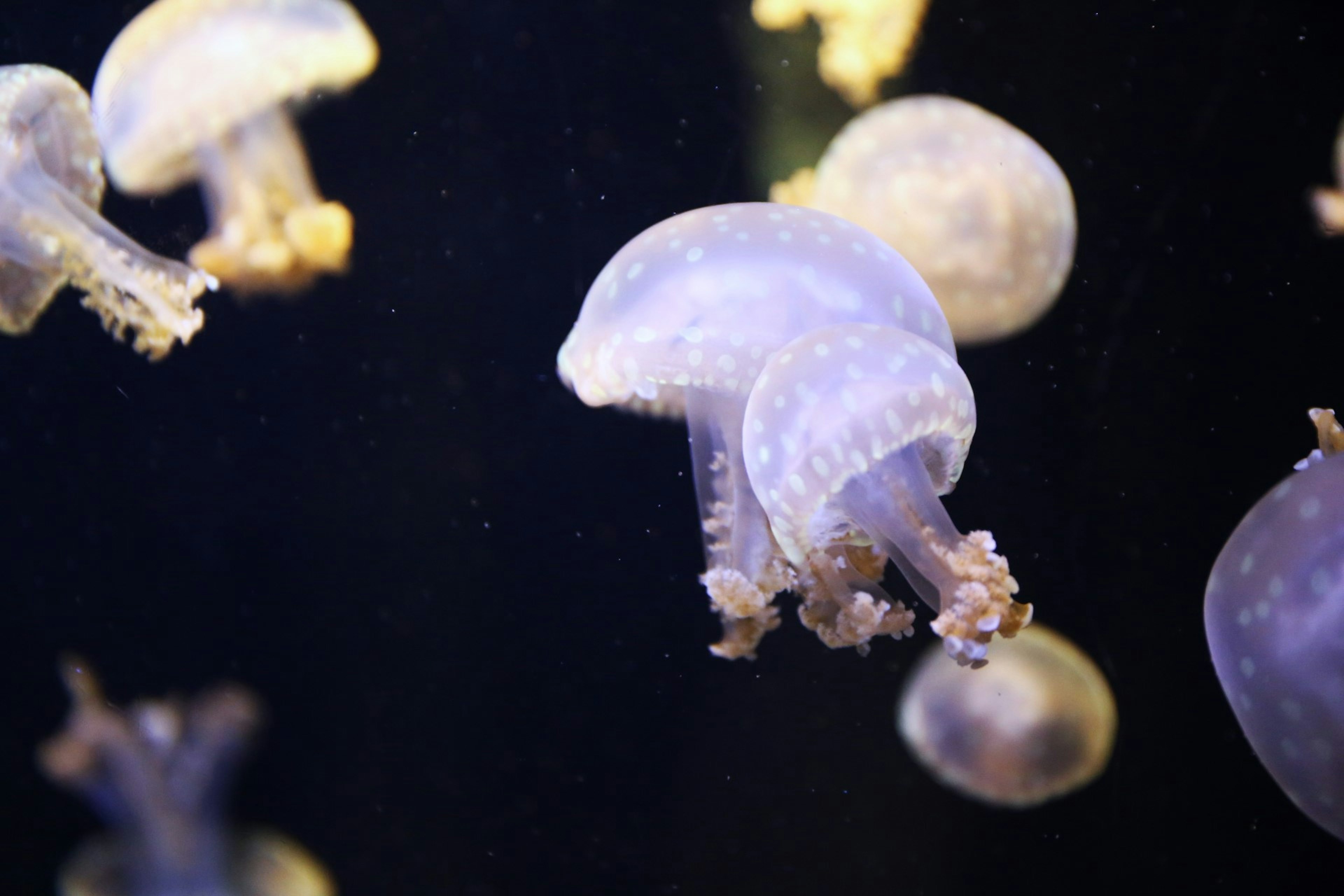 Close-up shot of jellyfish floating in water with translucent bodies and tentacles