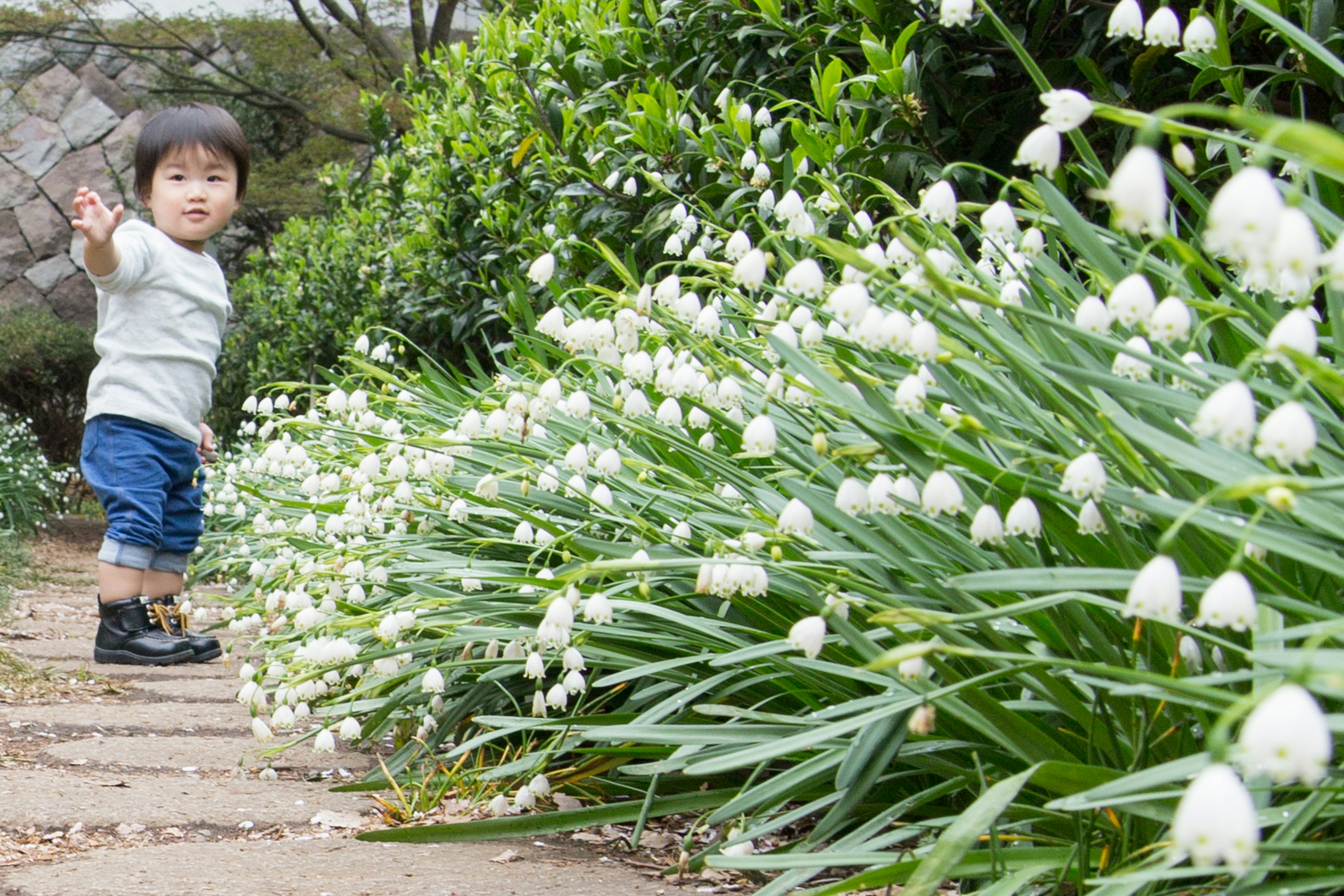 幼兒在盛開的白花花園中揮手