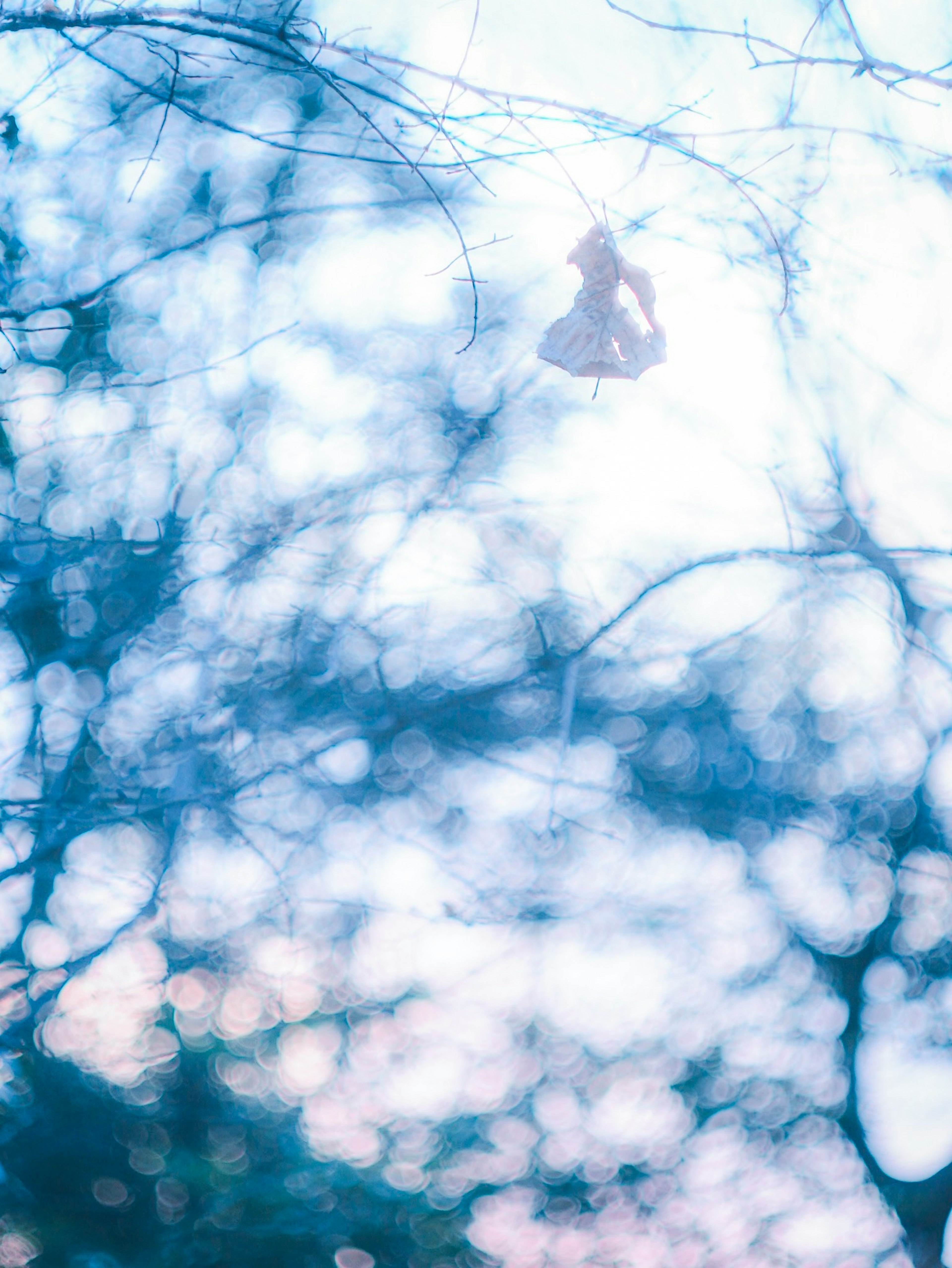 Silhouette of a dress hanging amidst branches in soft light