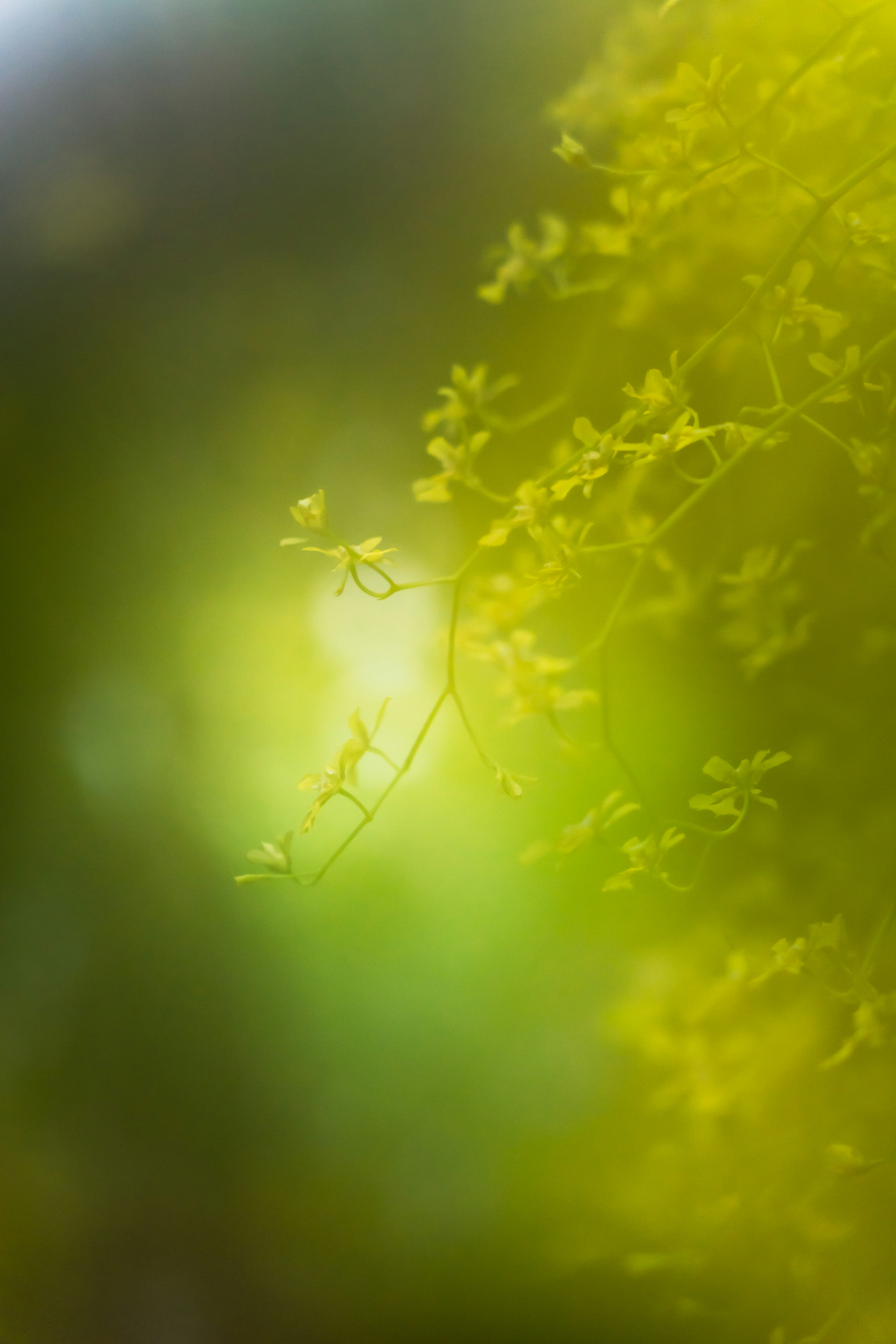 Luz suave verde y amarilla con ramas delicadas visibles en el fondo