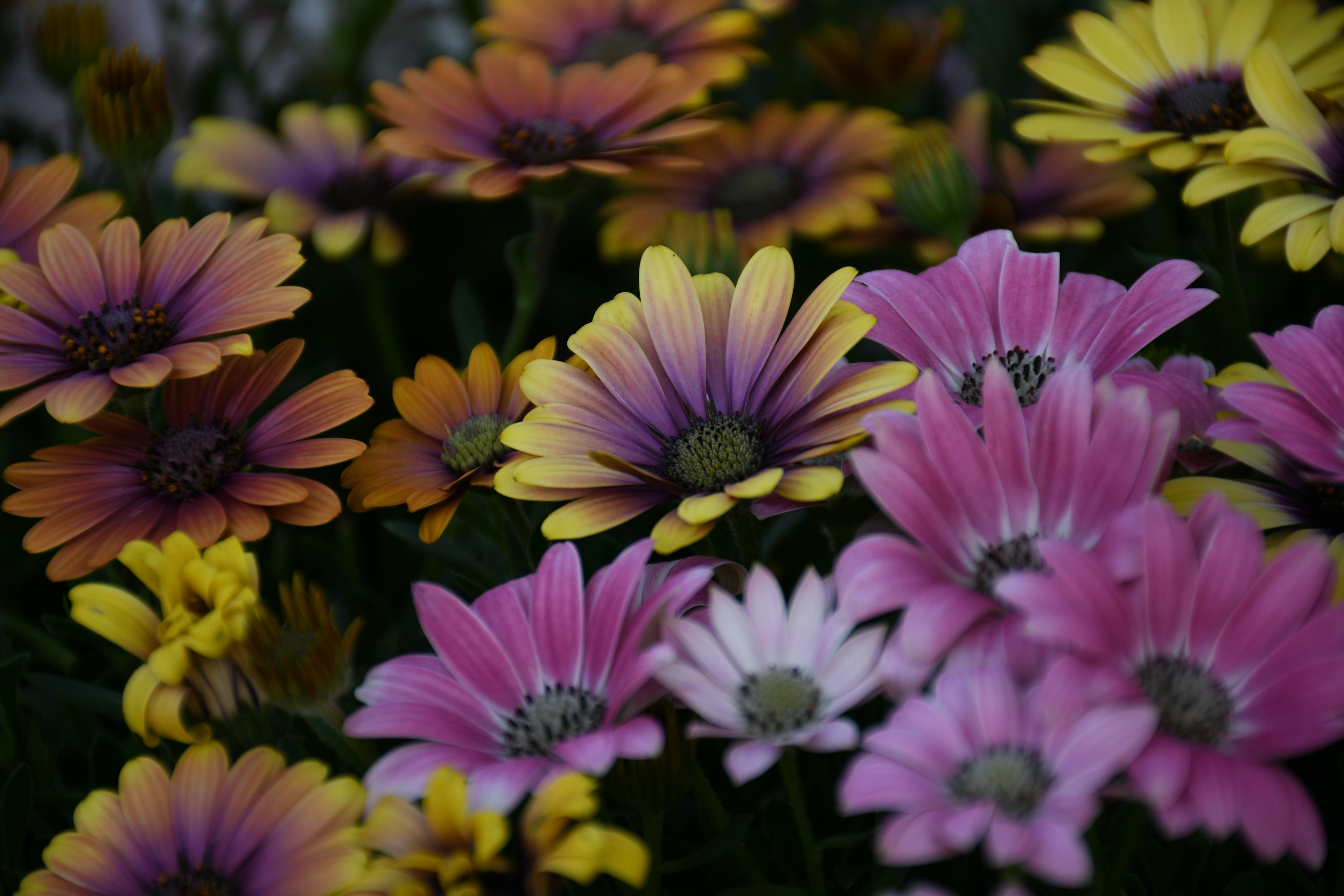 Vibrante gruppo di fiori con fiori rosa, gialli e viola