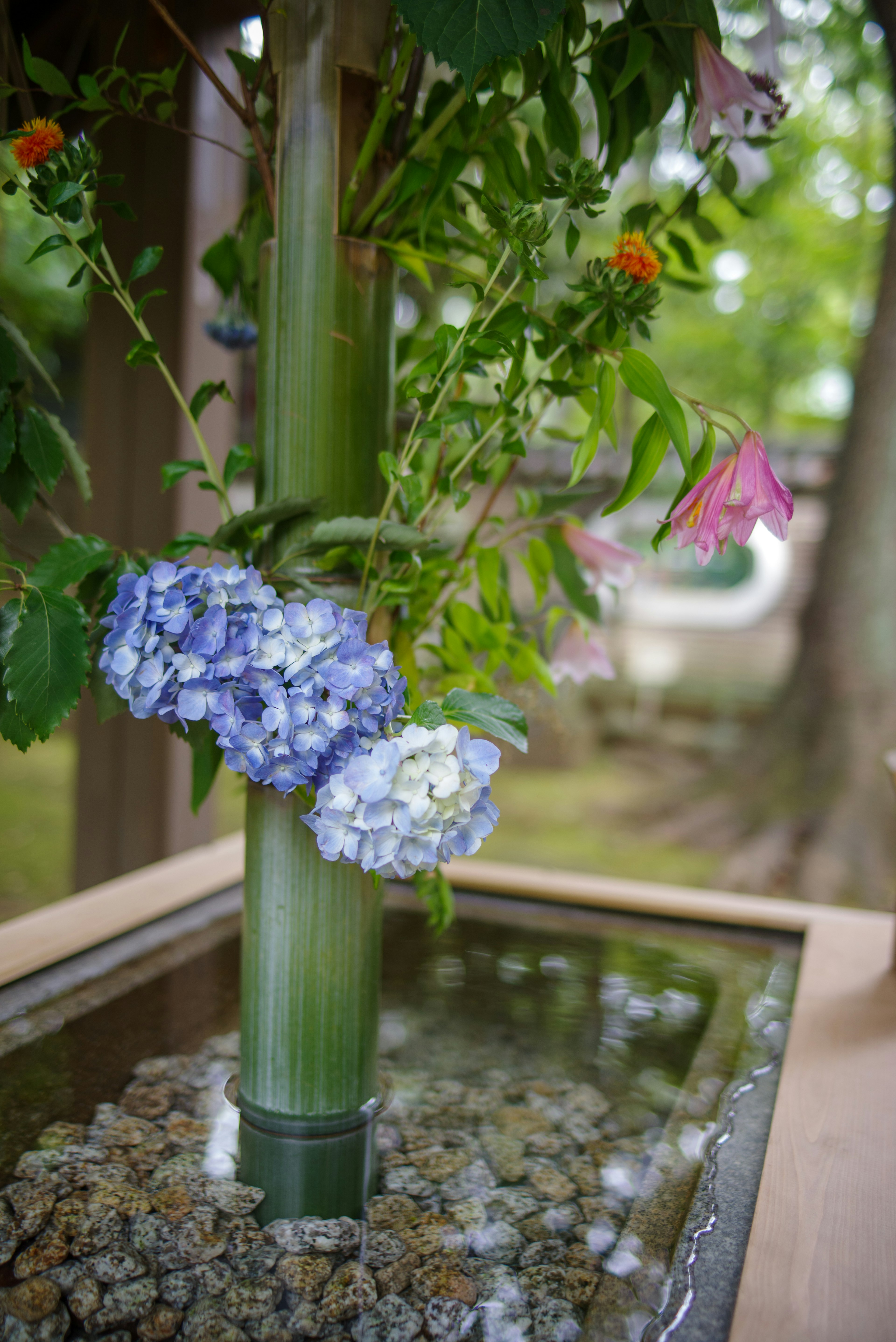 Hortensia biru dan dekorasi bambu hijau di kolam air