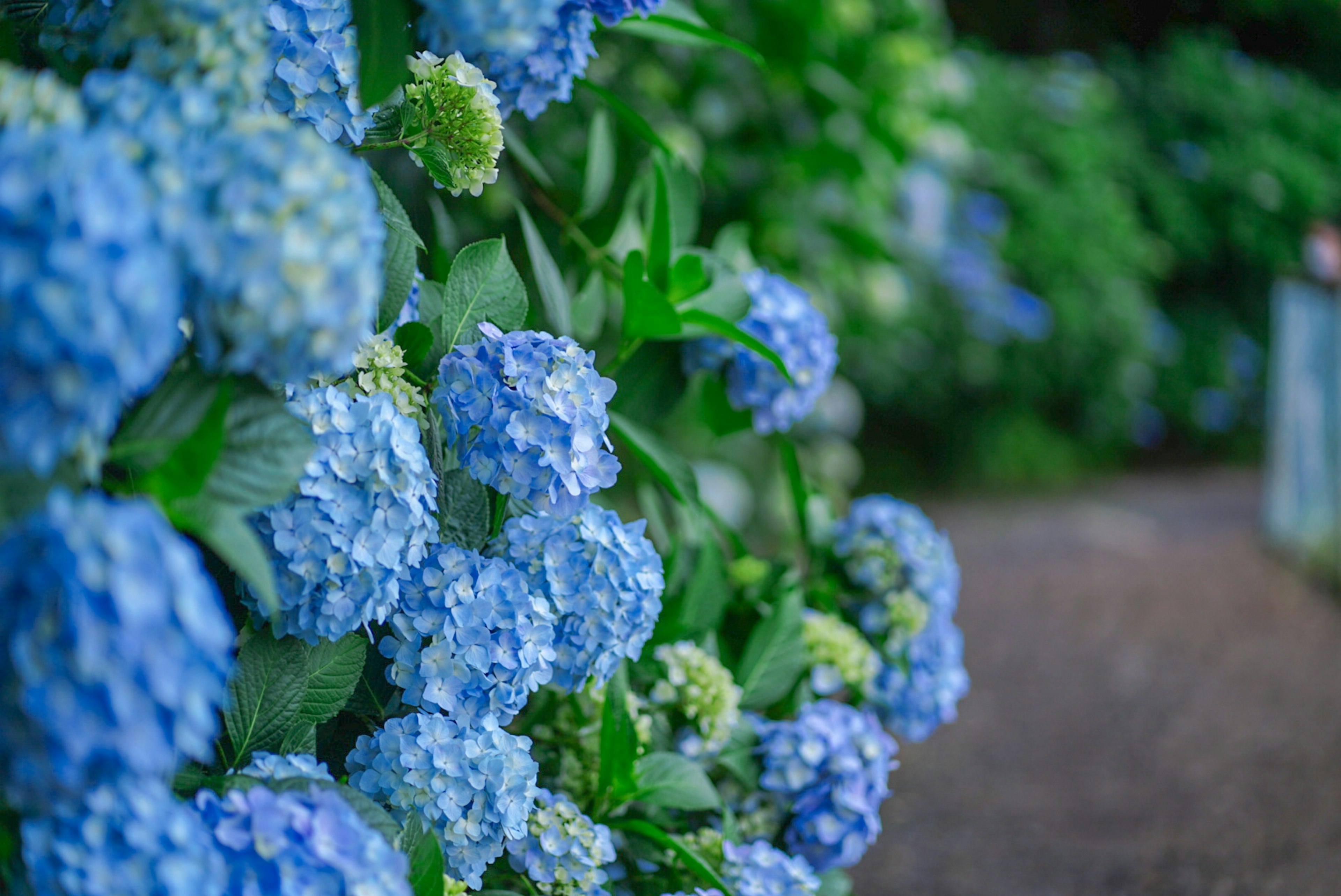 青いアジサイの花が咲いている庭の景色