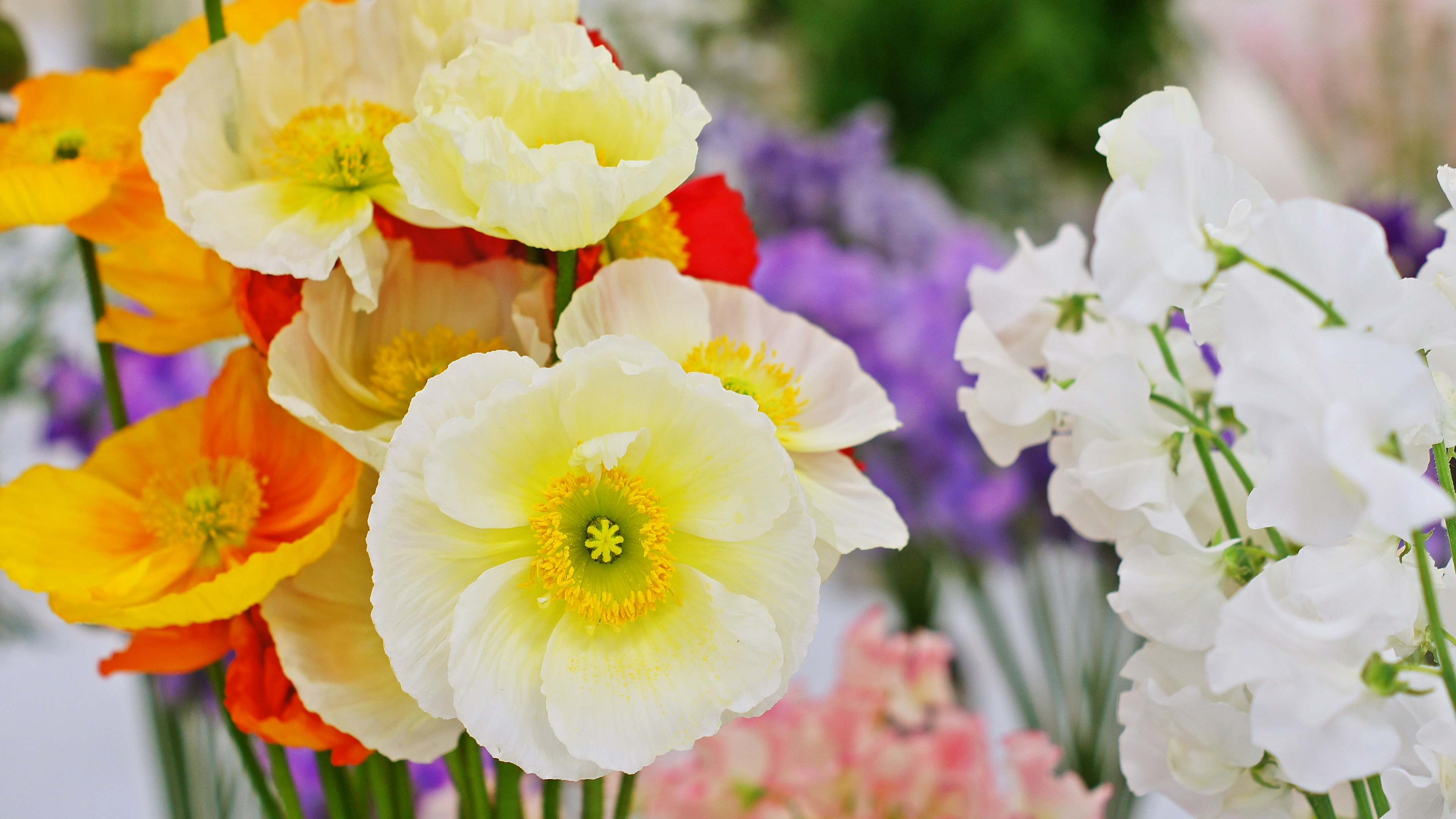 Un beau bouquet de fleurs colorées comprenant des fleurs jaunes, orange et blanches