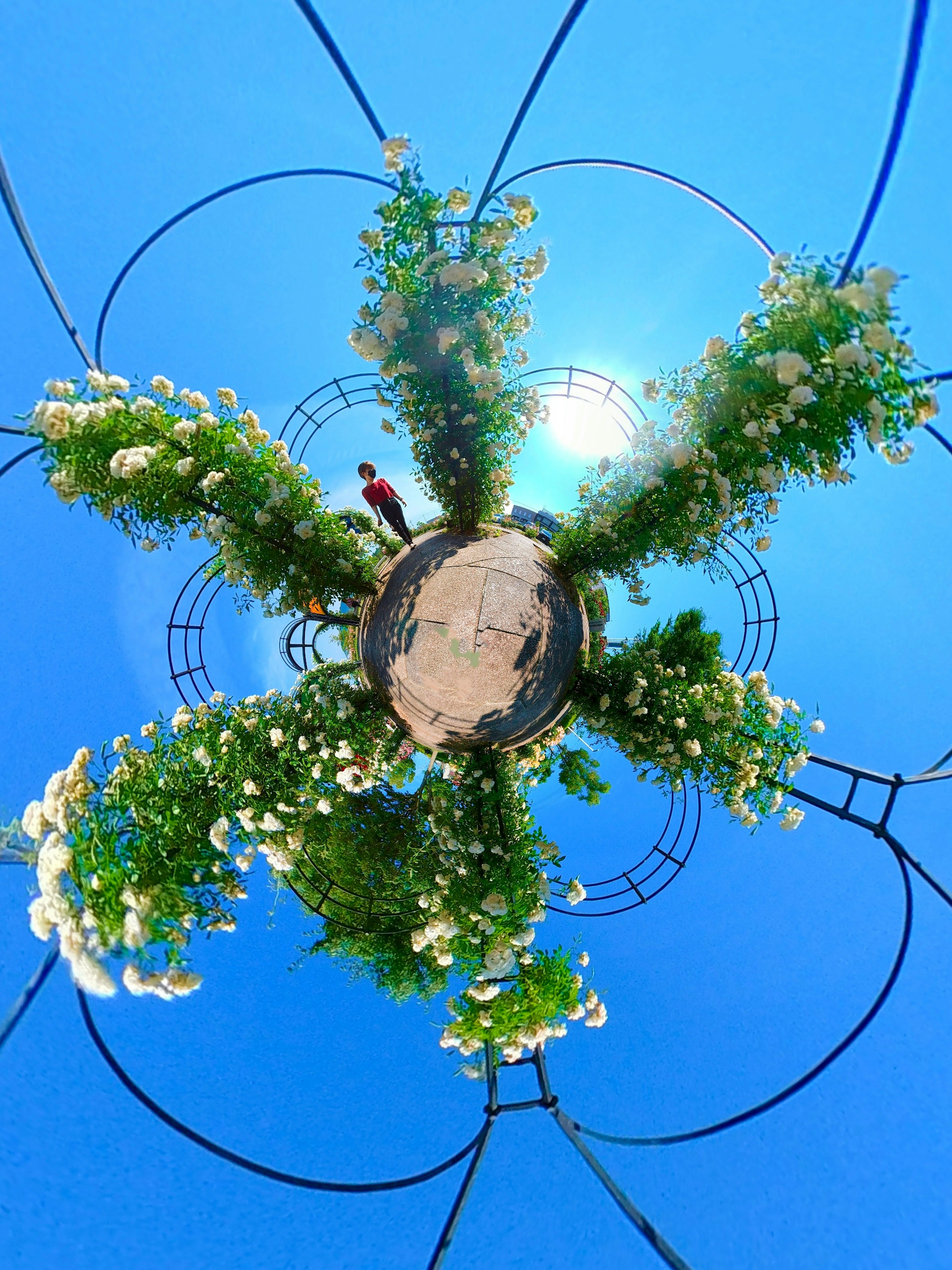 Un hermoso jardín de flores bajo un cielo azul