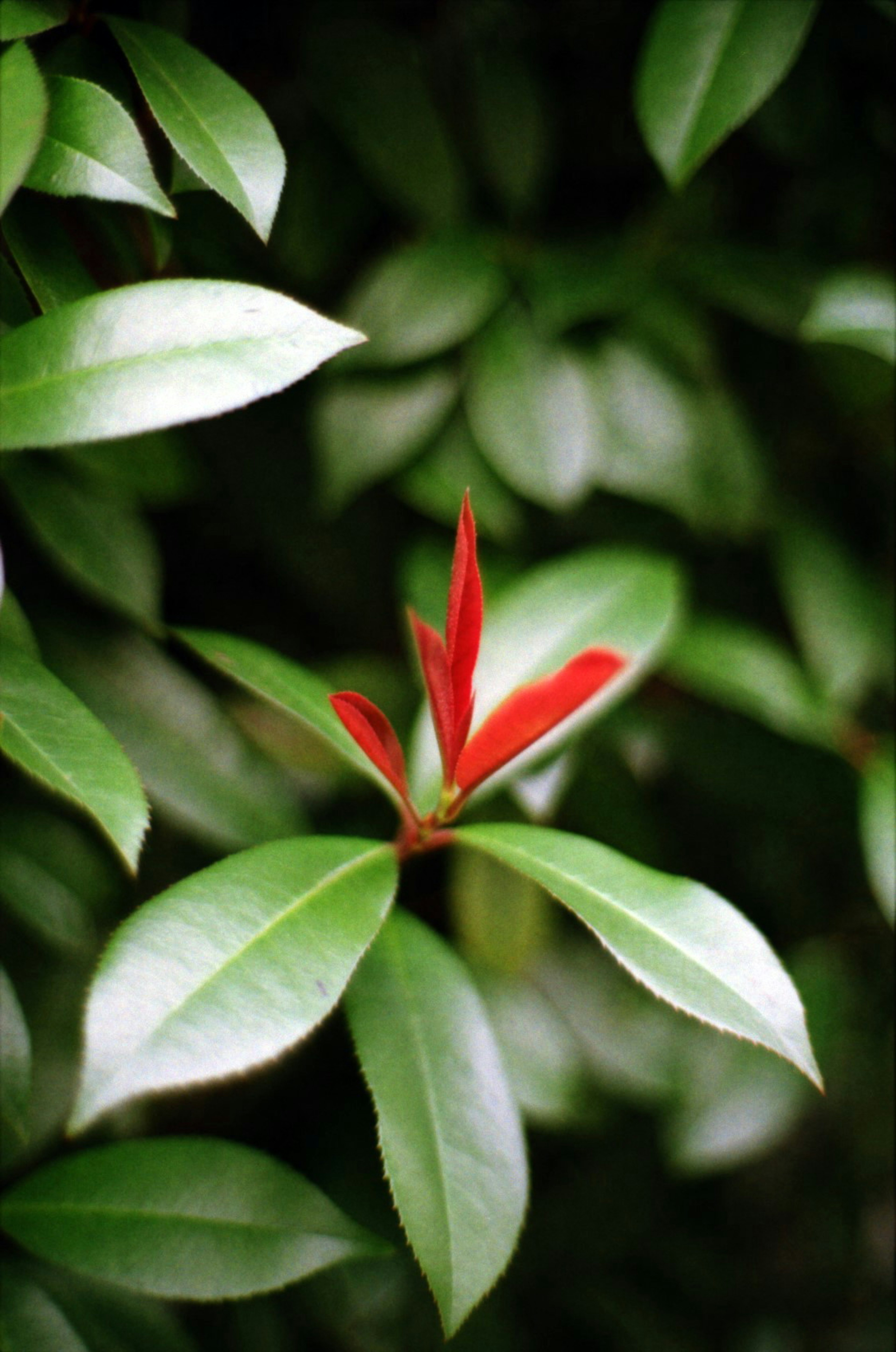 Nuevas hojas rojas entre el follaje verde