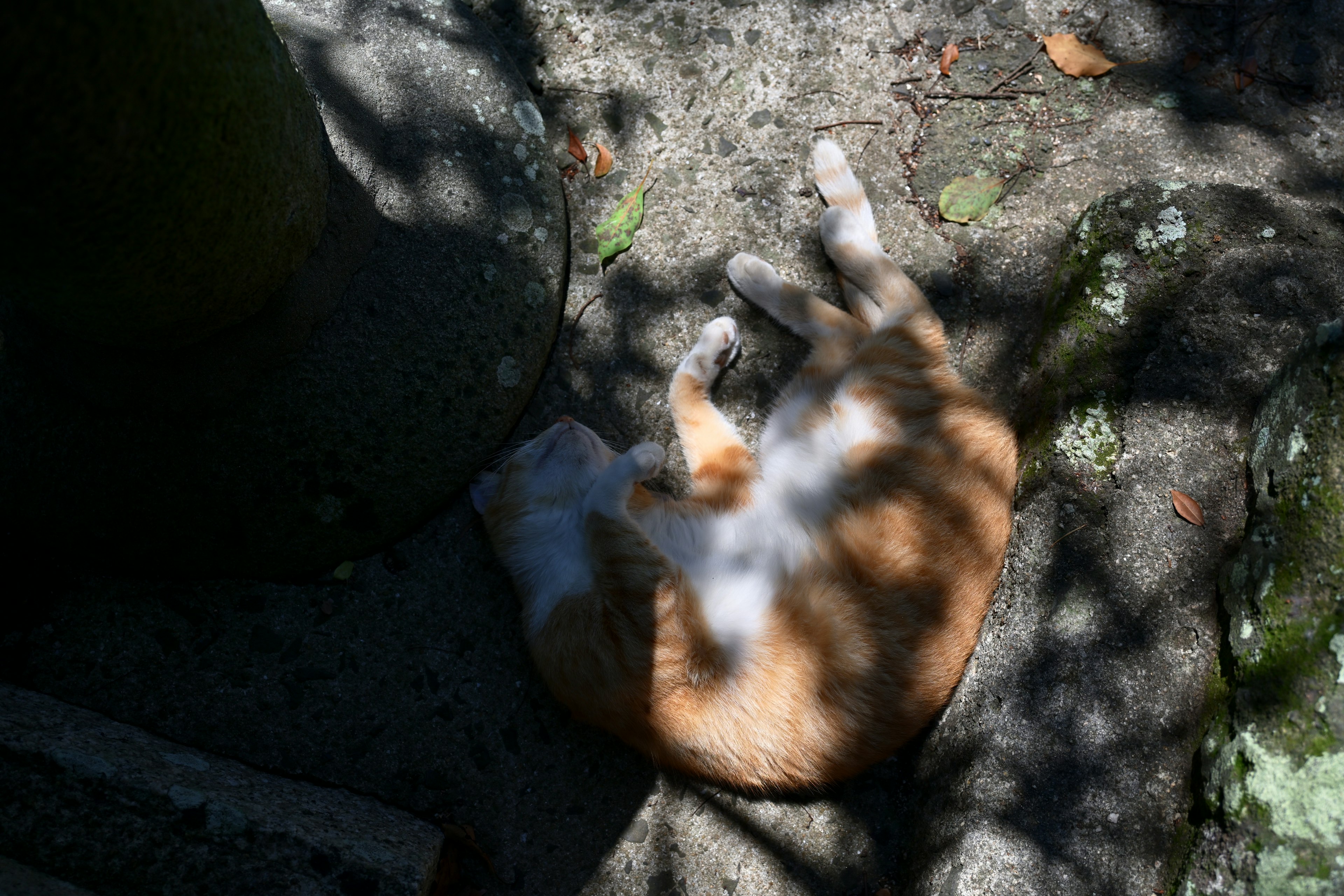 A brown cat sleeping in the shade