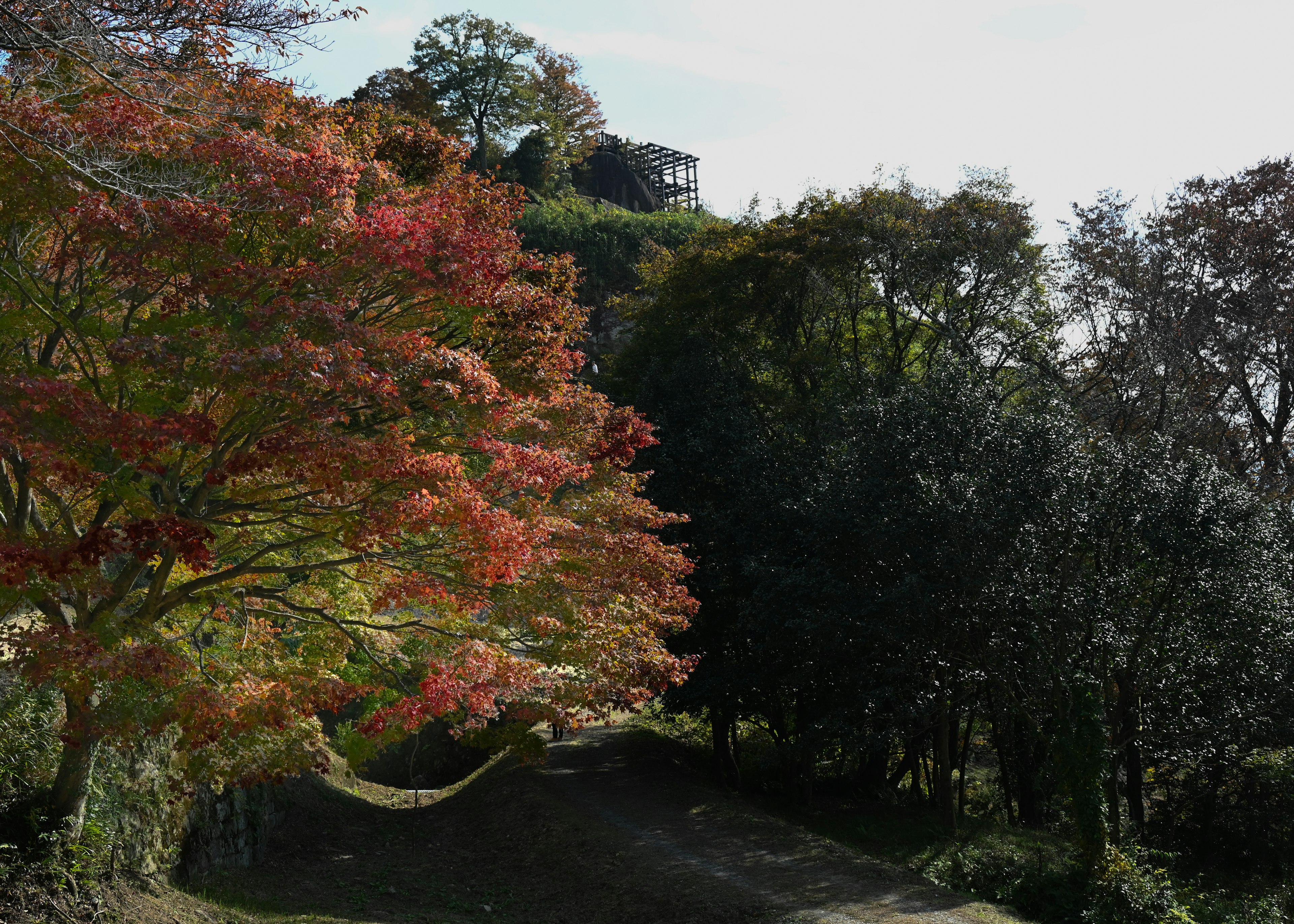 色とりどりの秋の紅葉と緑の木々が調和する風景