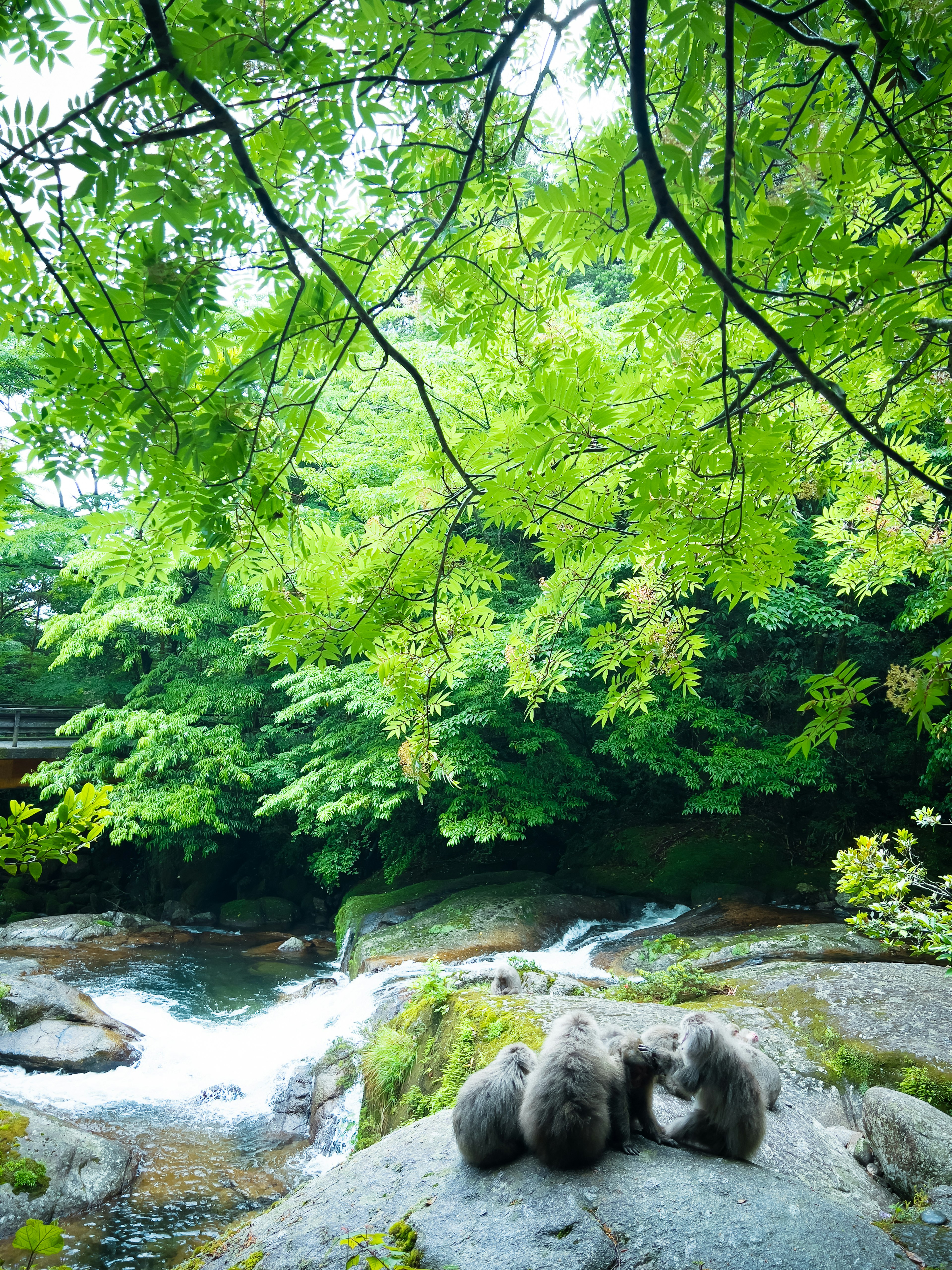 Three bears cuddled together under lush green trees beside a flowing river