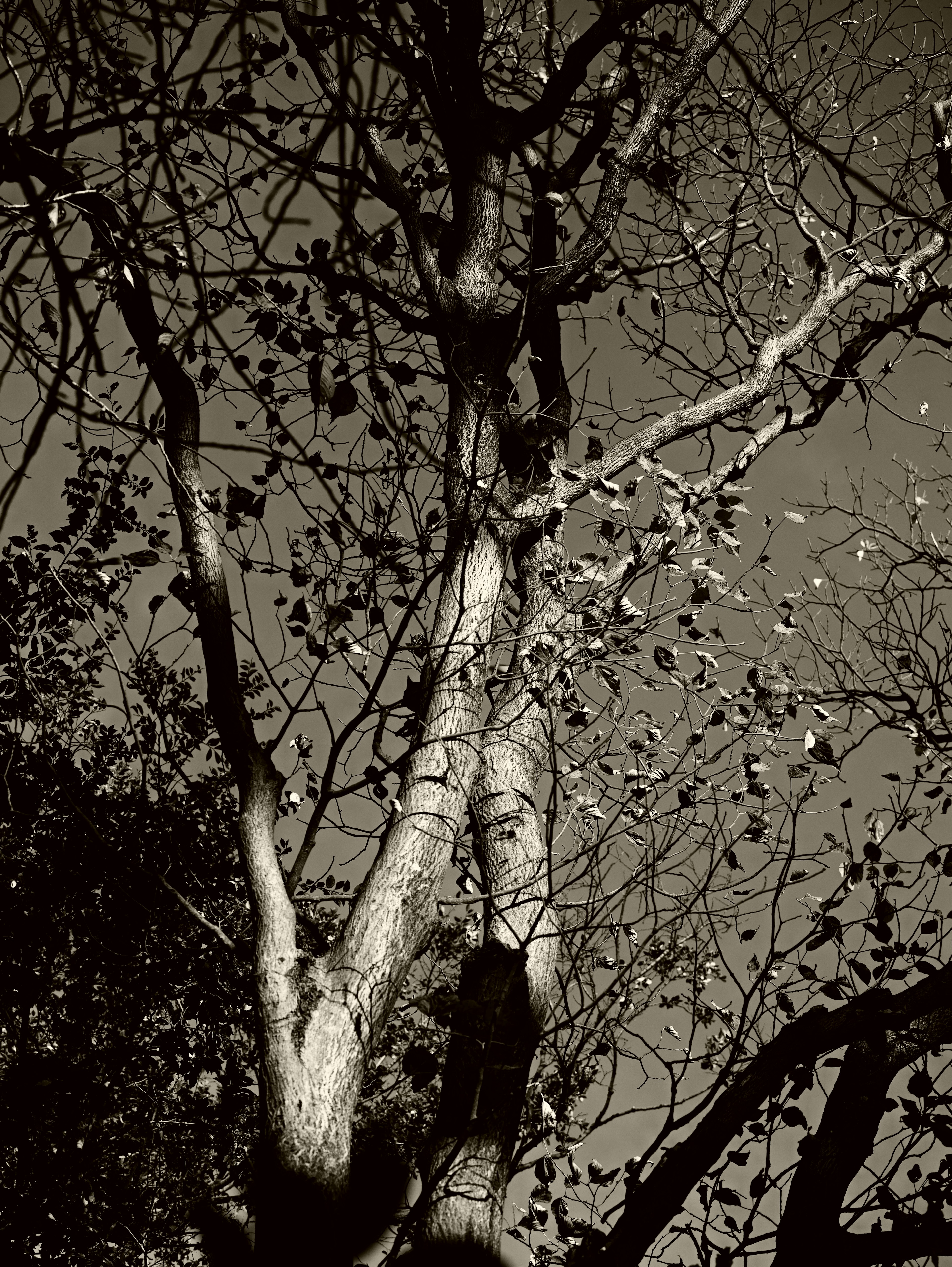 Tronc d'arbre nu et branches mises en valeur par un contraste noir et blanc