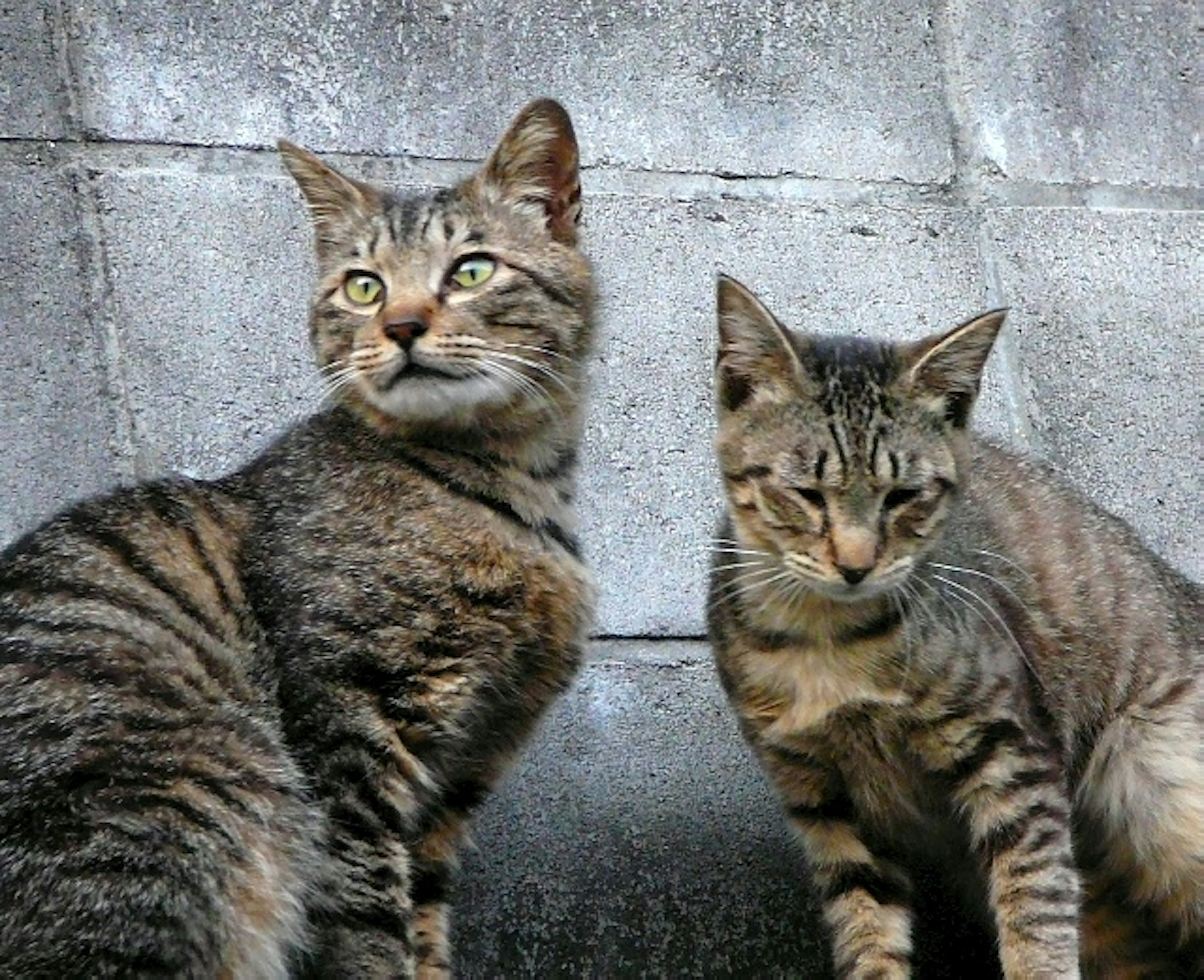 Two brown tabby cats sitting in front of a concrete wall