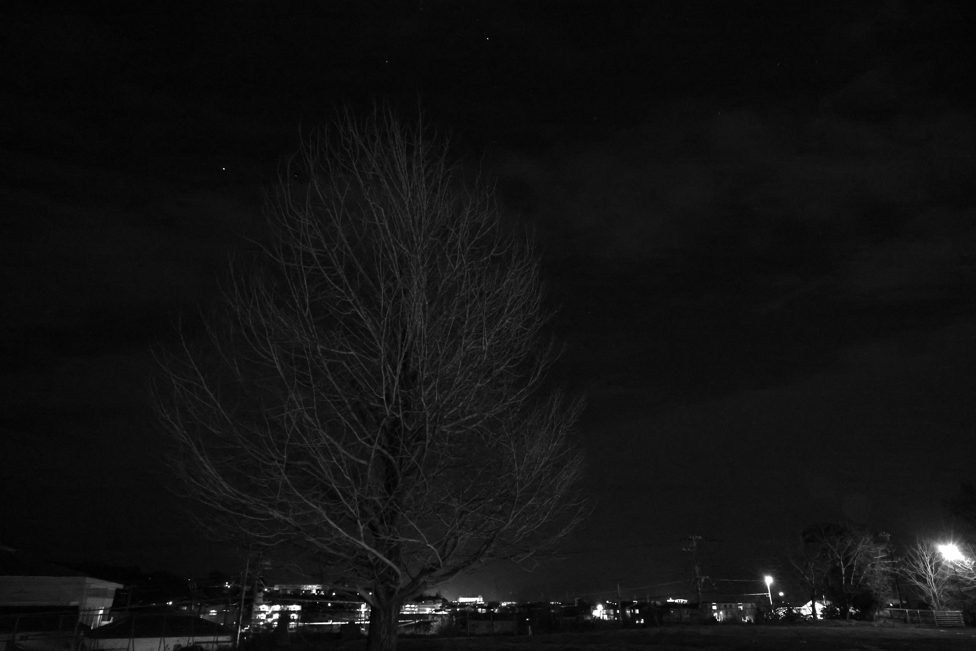 A leafless tree under the night sky with distant lights