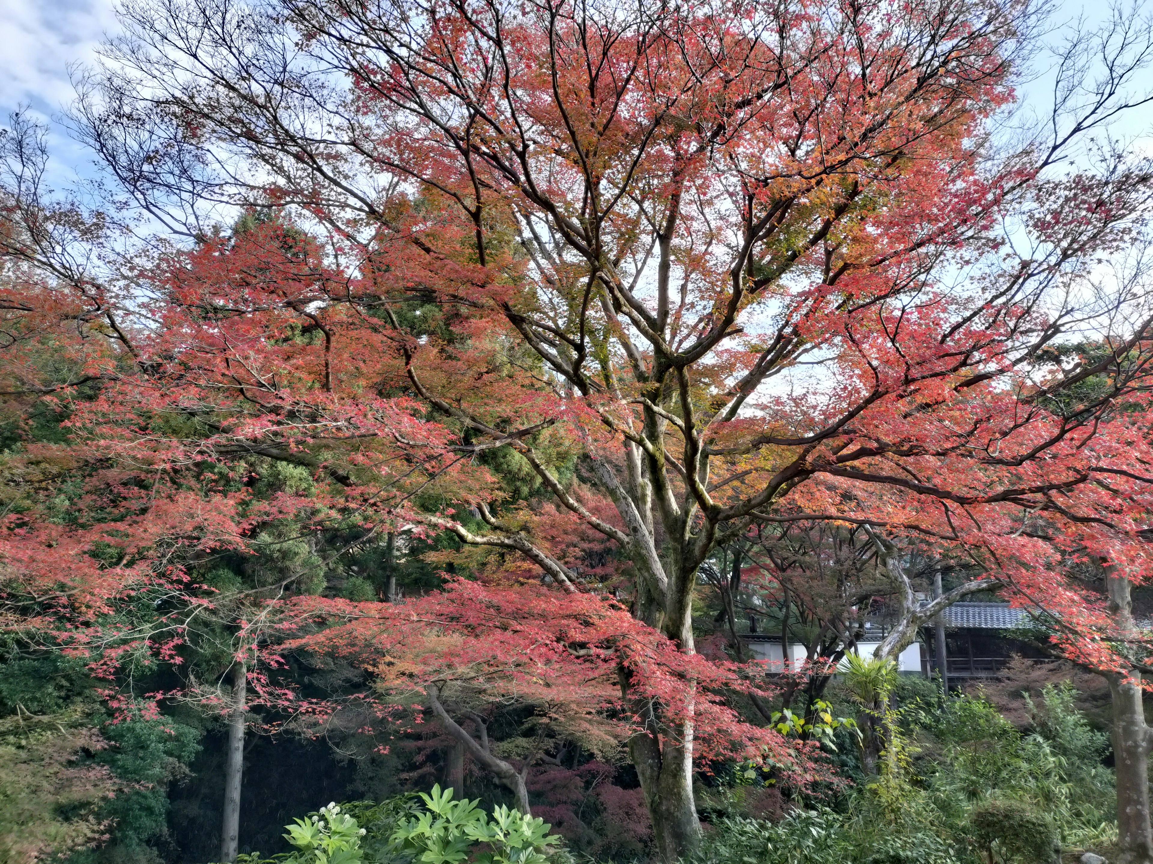 Follaje de otoño colorido con un fondo de cielo azul