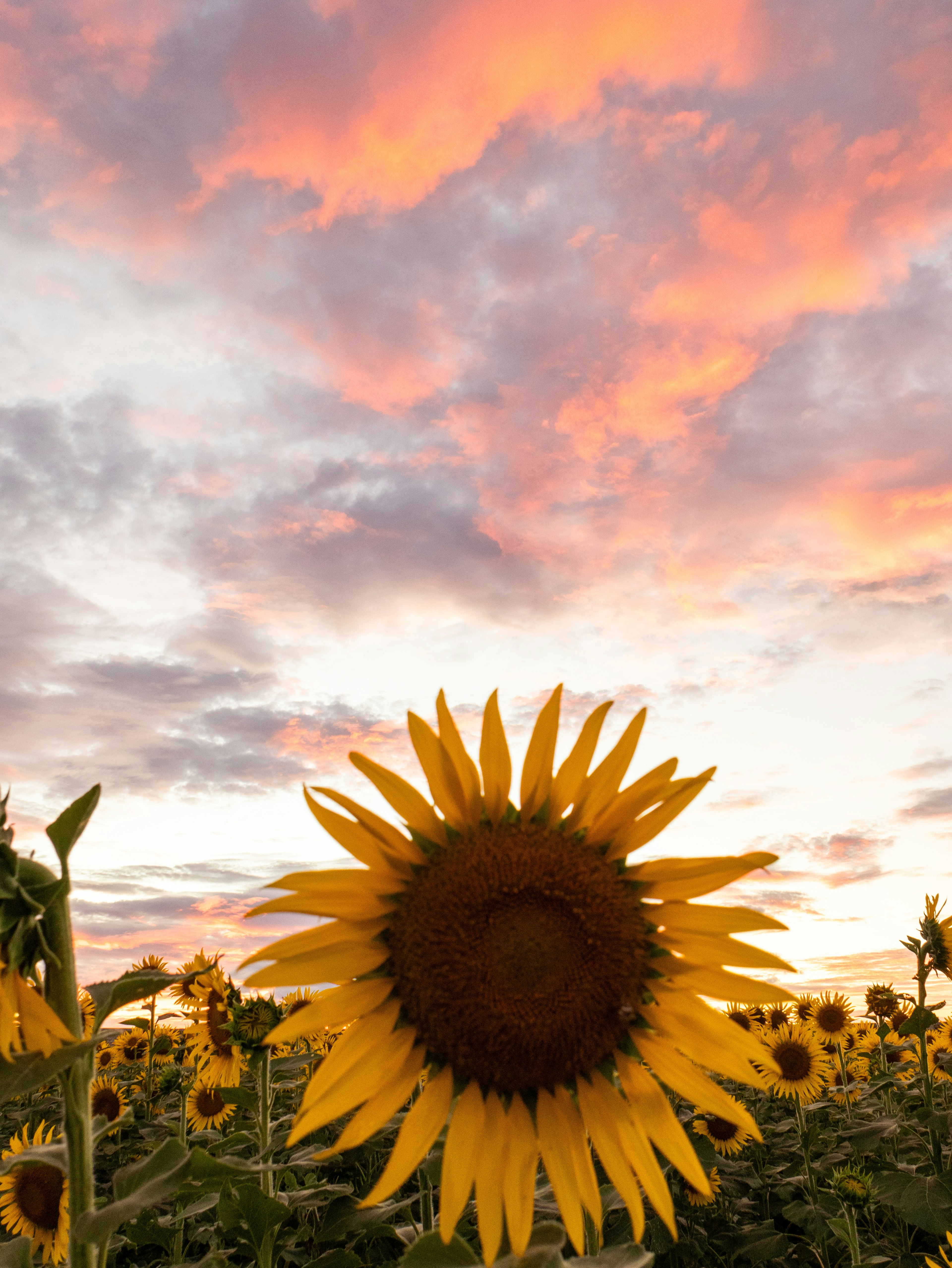 Close-up of a sunflower against a sunset sky