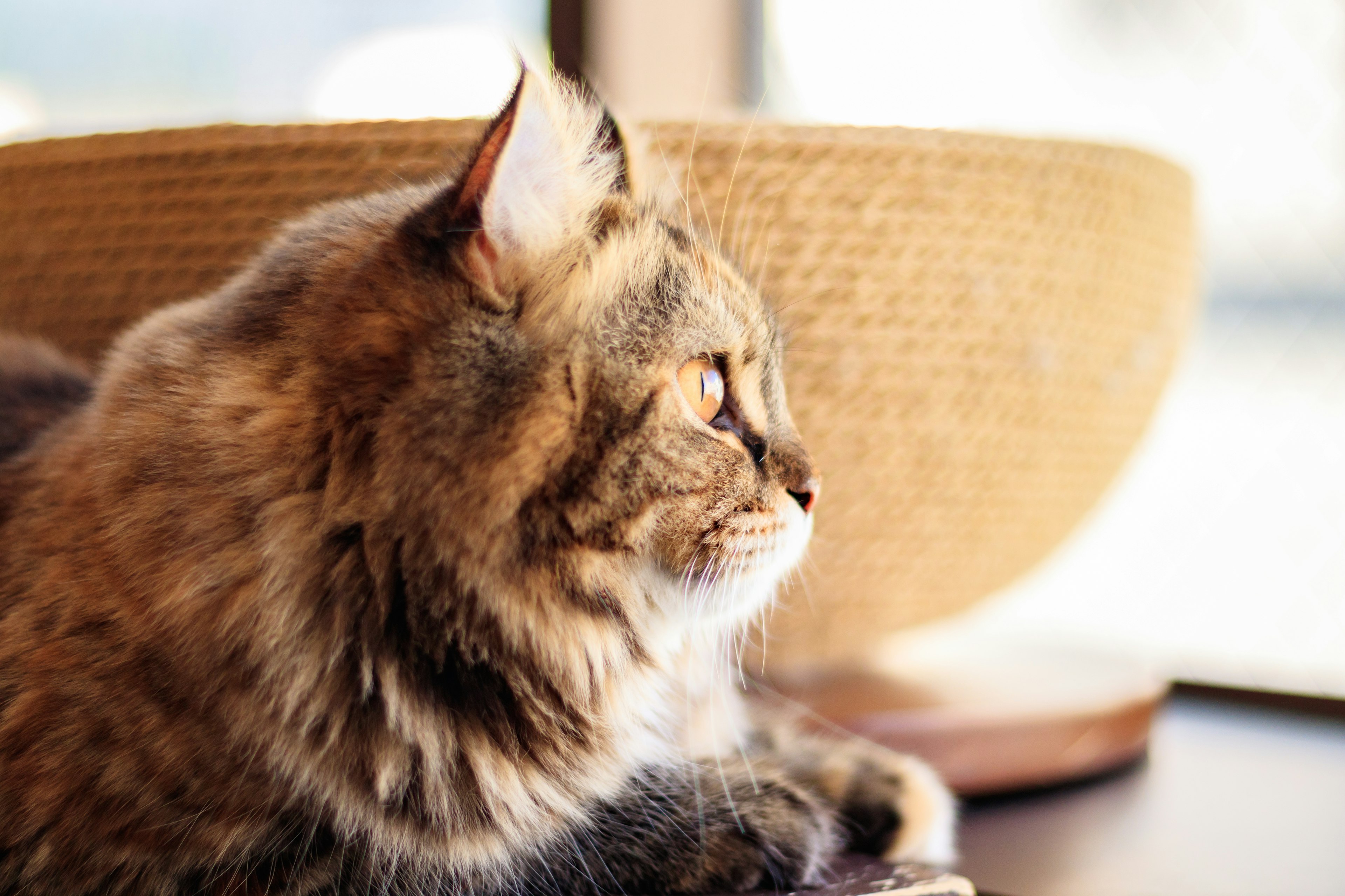 Perfil de un gato mirando por la ventana con un tazón de mimbre al fondo