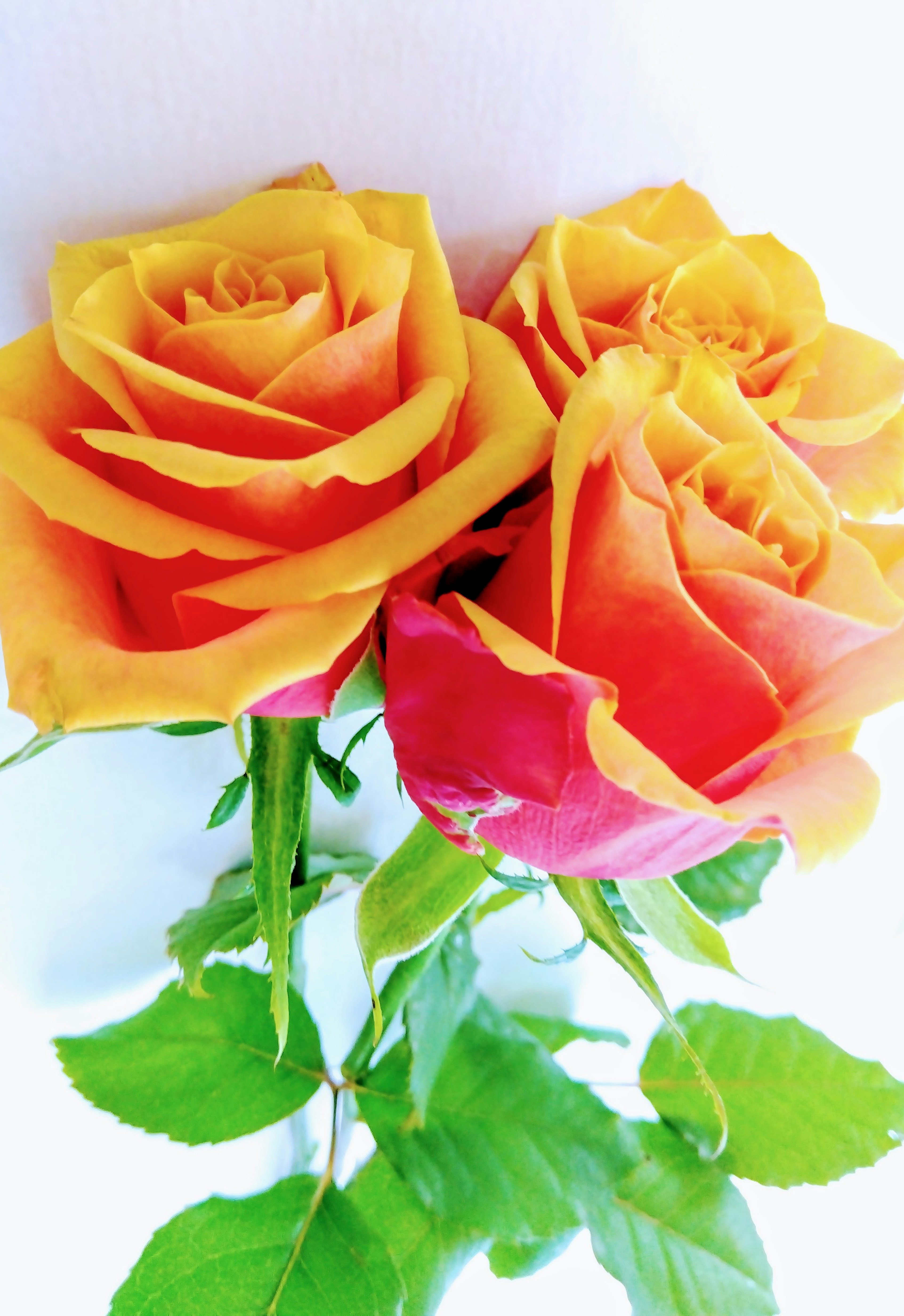 Lebendiger Strauß aus orange- und rosa Rosen