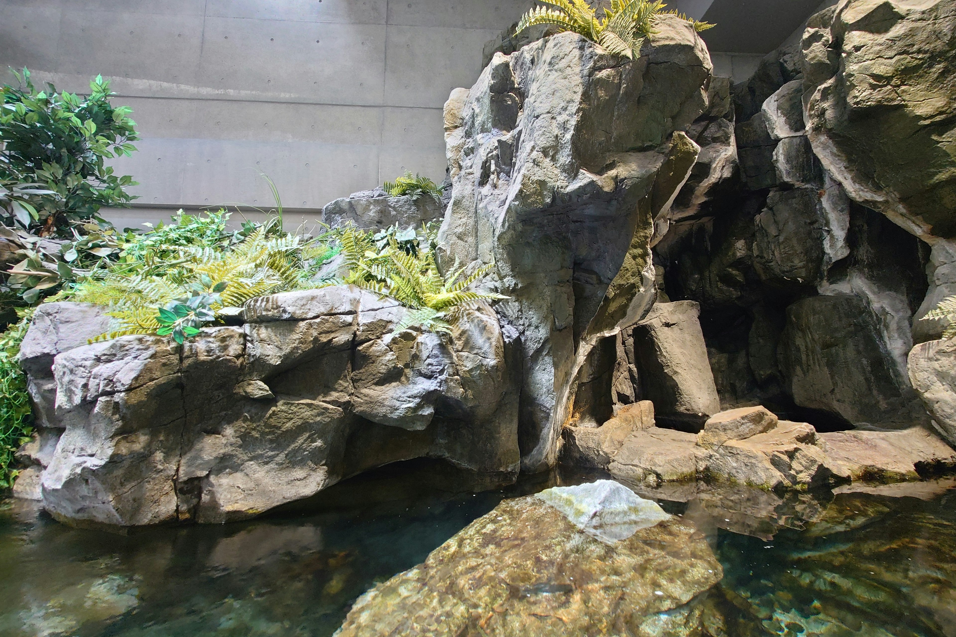 岩と植物で構成された水辺の景観