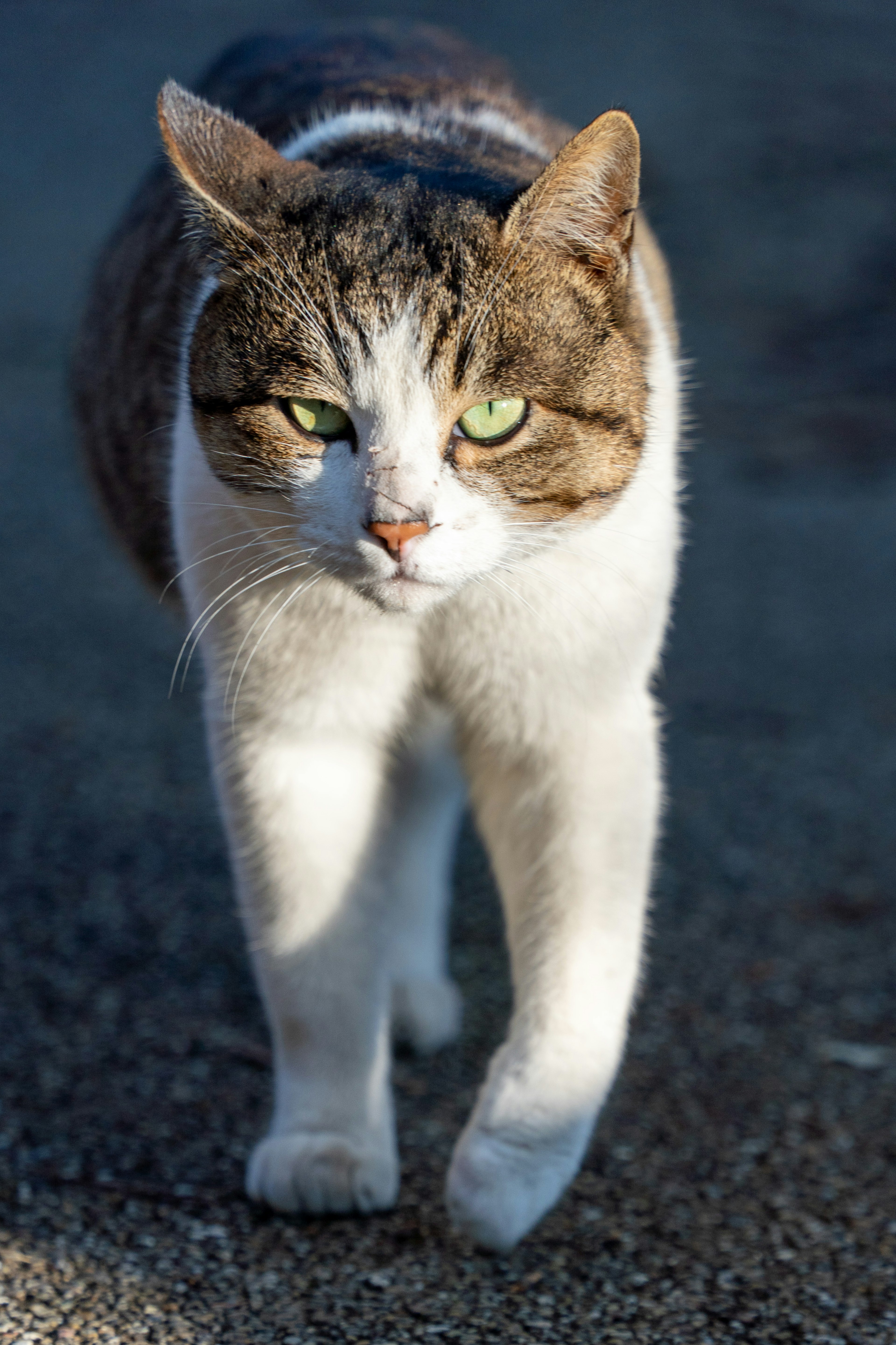 A grey and white cat walking toward the camera