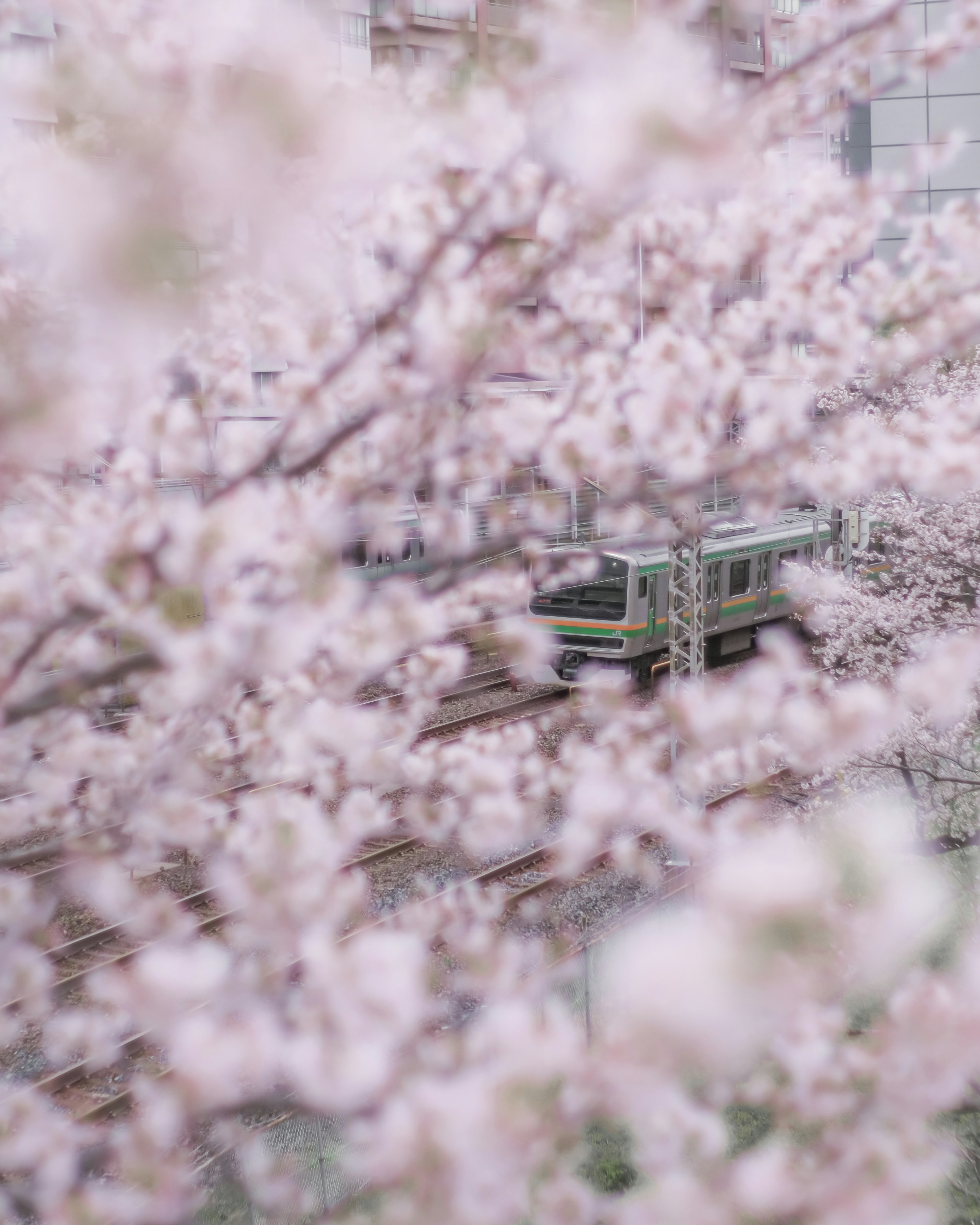 Pemandangan bunga sakura dengan rel kereta di latar belakang