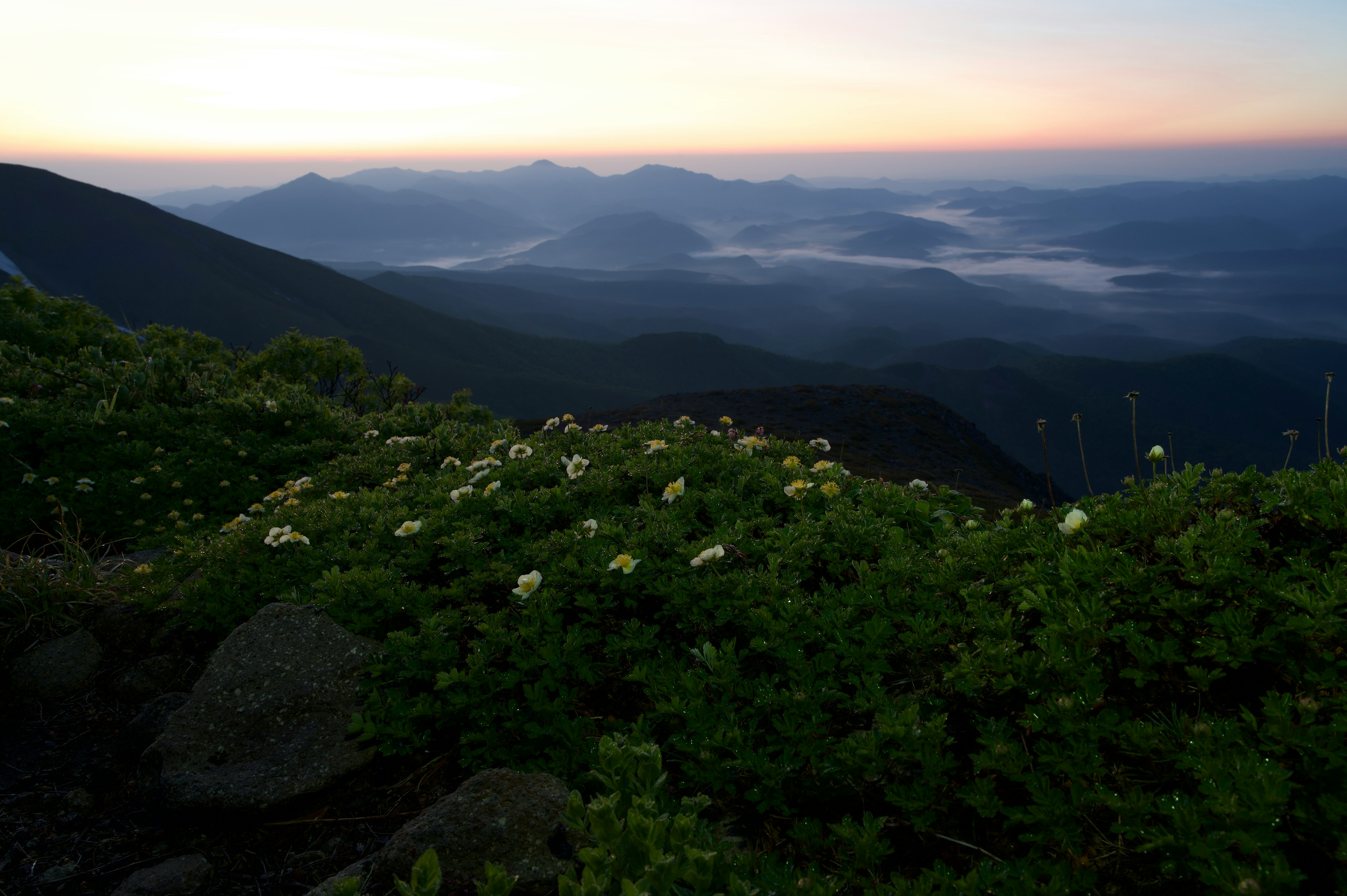 美丽的山地风景与盛开的花朵和远处的山峰