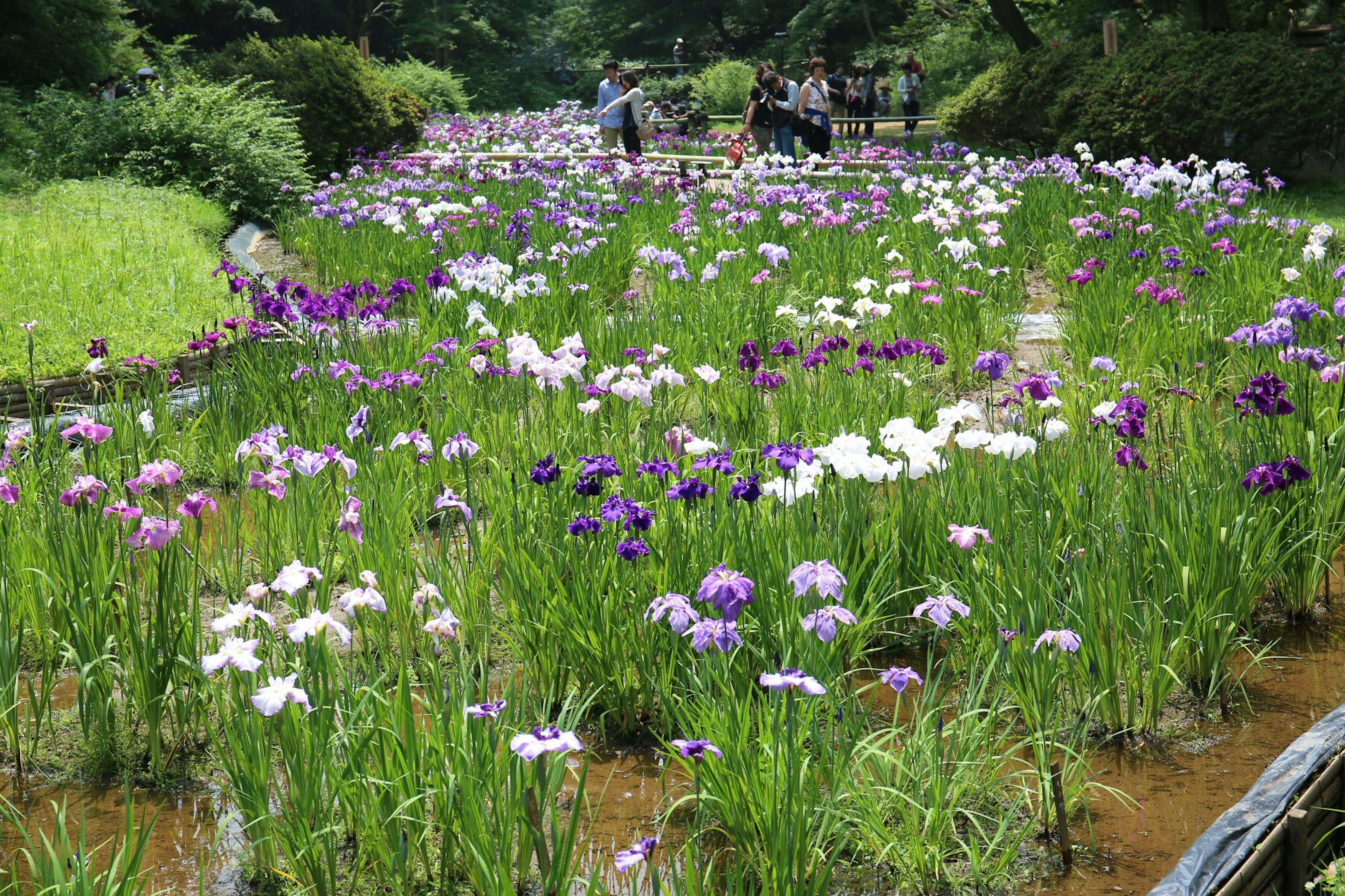 Iris vibrantes floreciendo en un cauce rodeado de vegetación