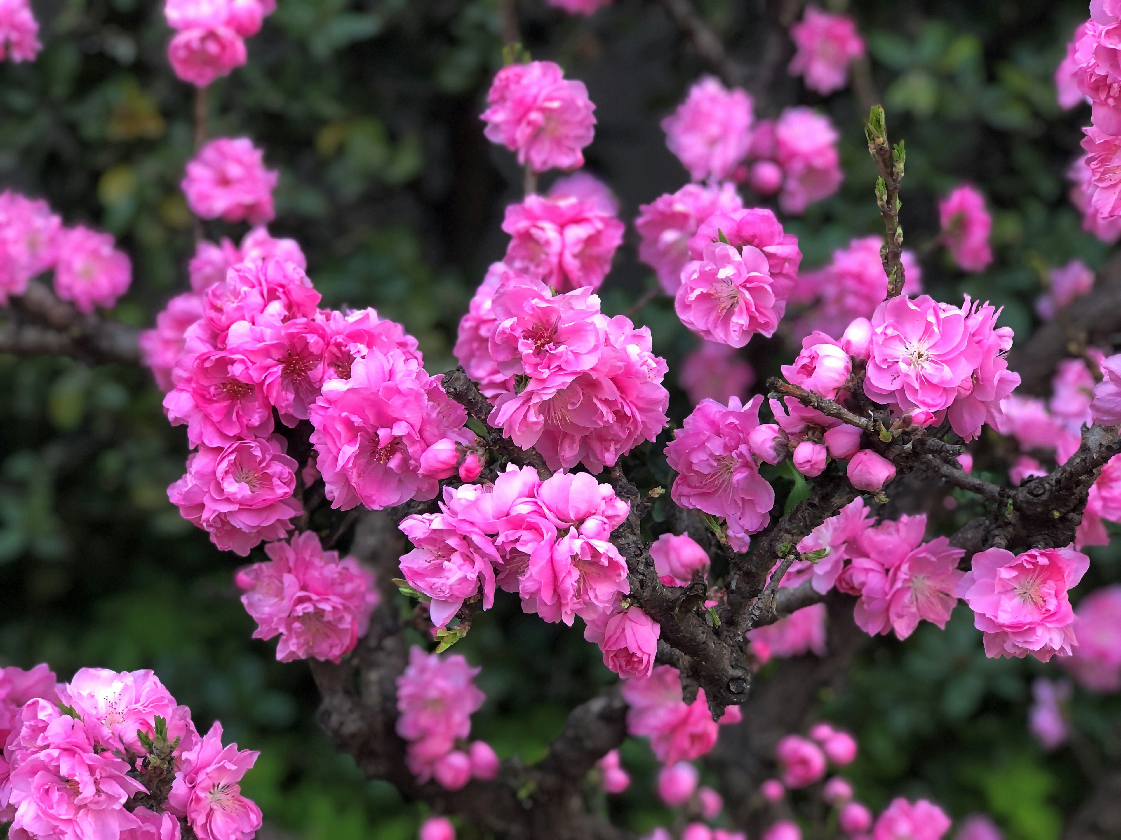 Cabang dihiasi dengan bunga pink yang cerah