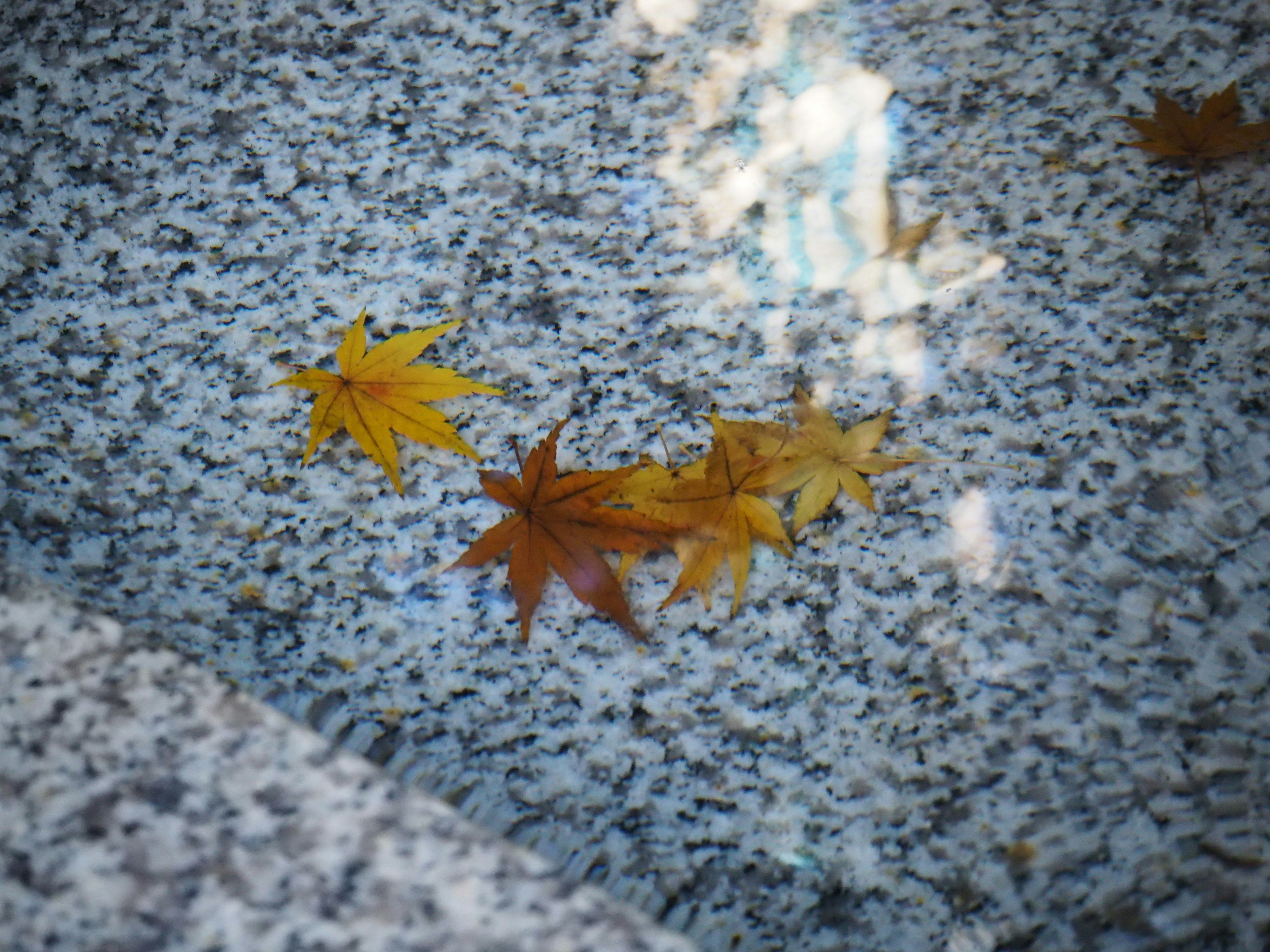 Ahornblätter, die auf Wasser mit einem Steinhintergrund schwimmen