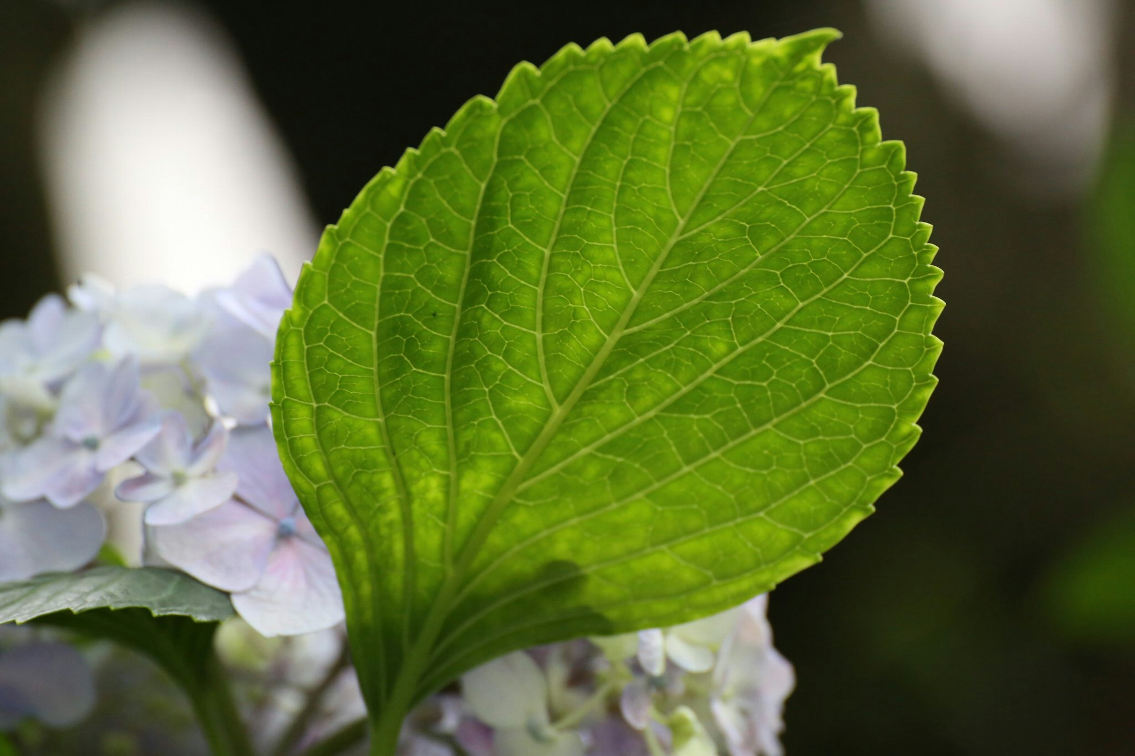 Lebendige grüne Blätter in der Nähe von lila Blumen