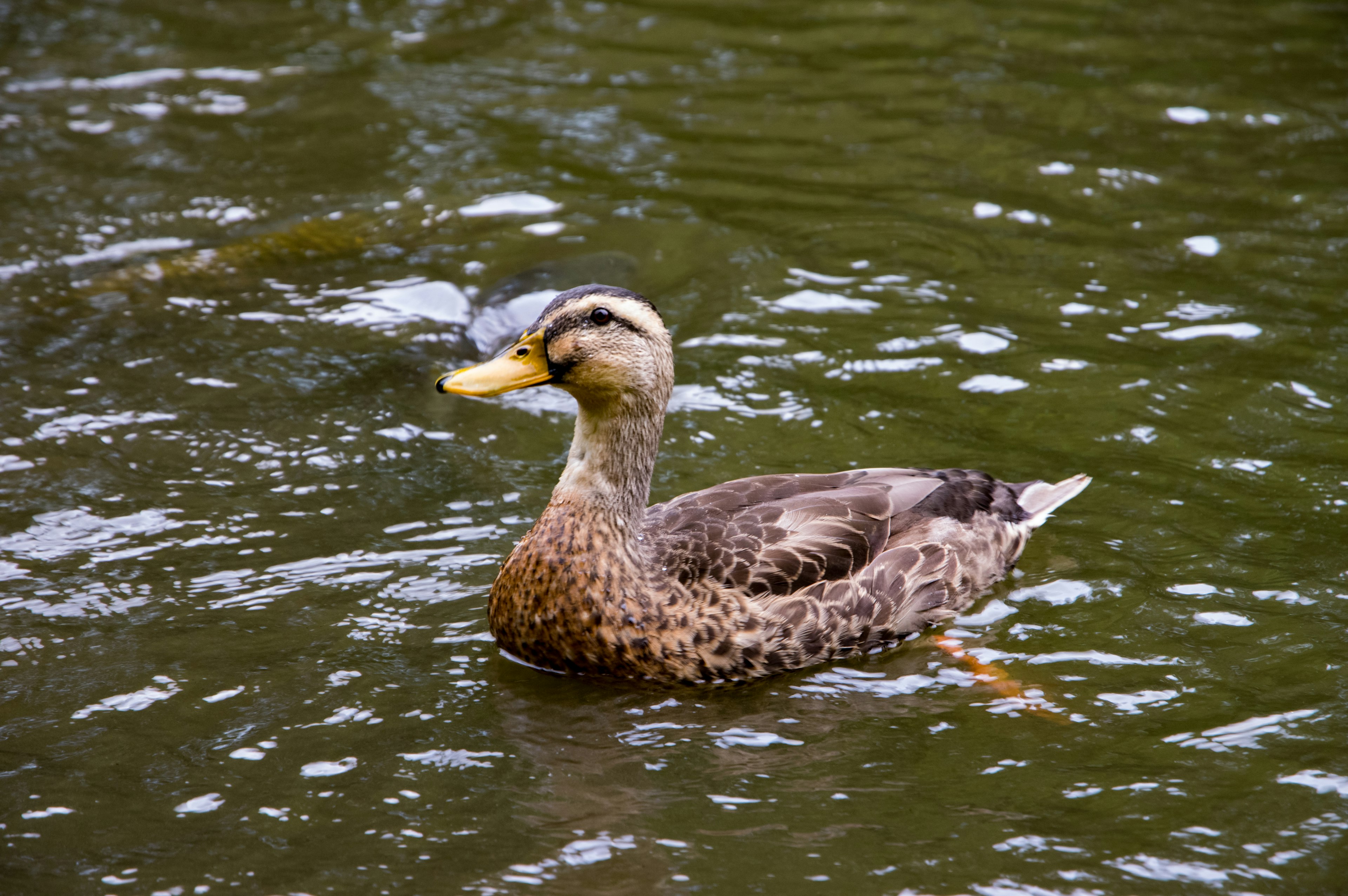 Seekor bebek yang berenang di permukaan air dengan ciri khas burung