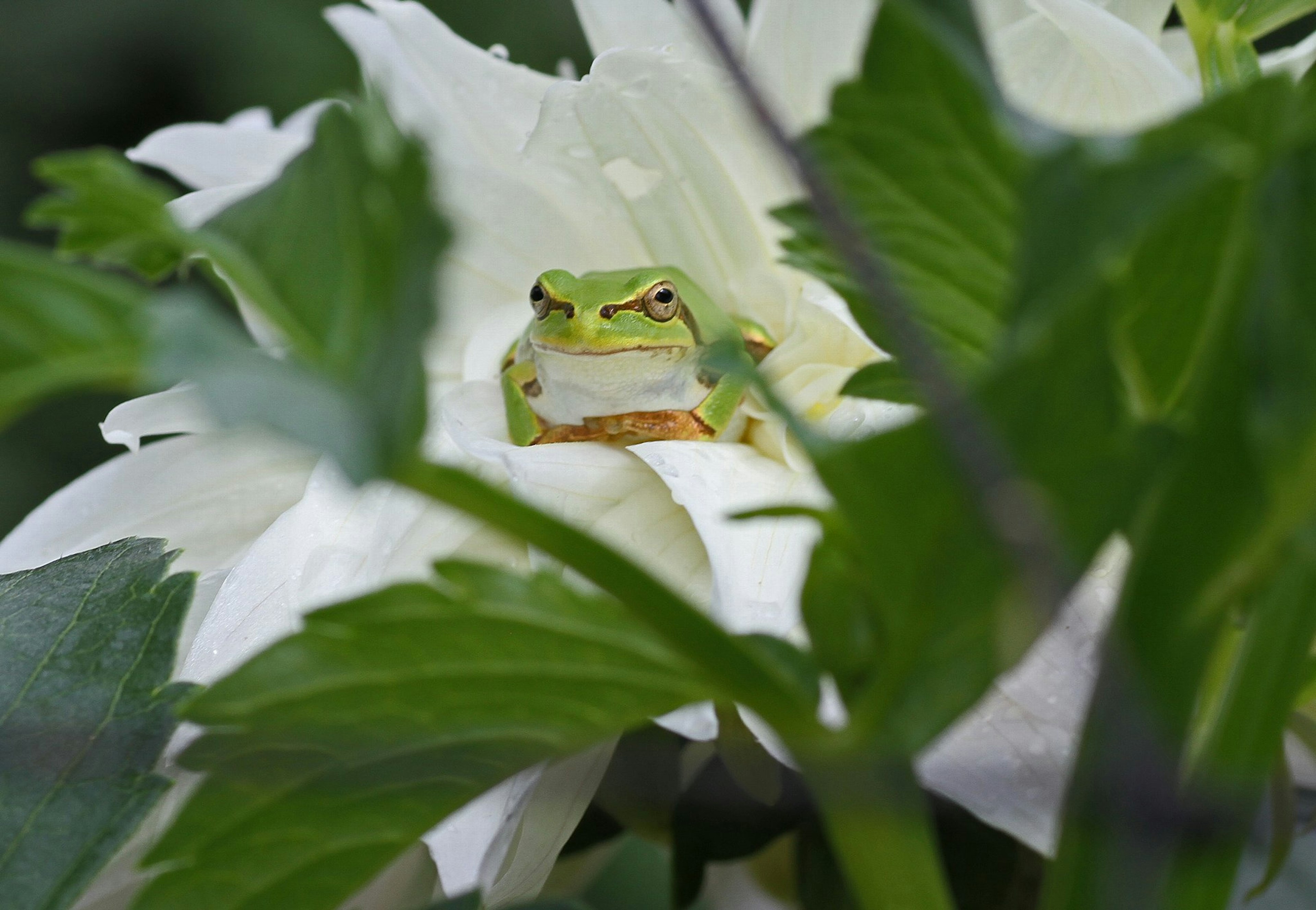 A green frog nestled among white flowers