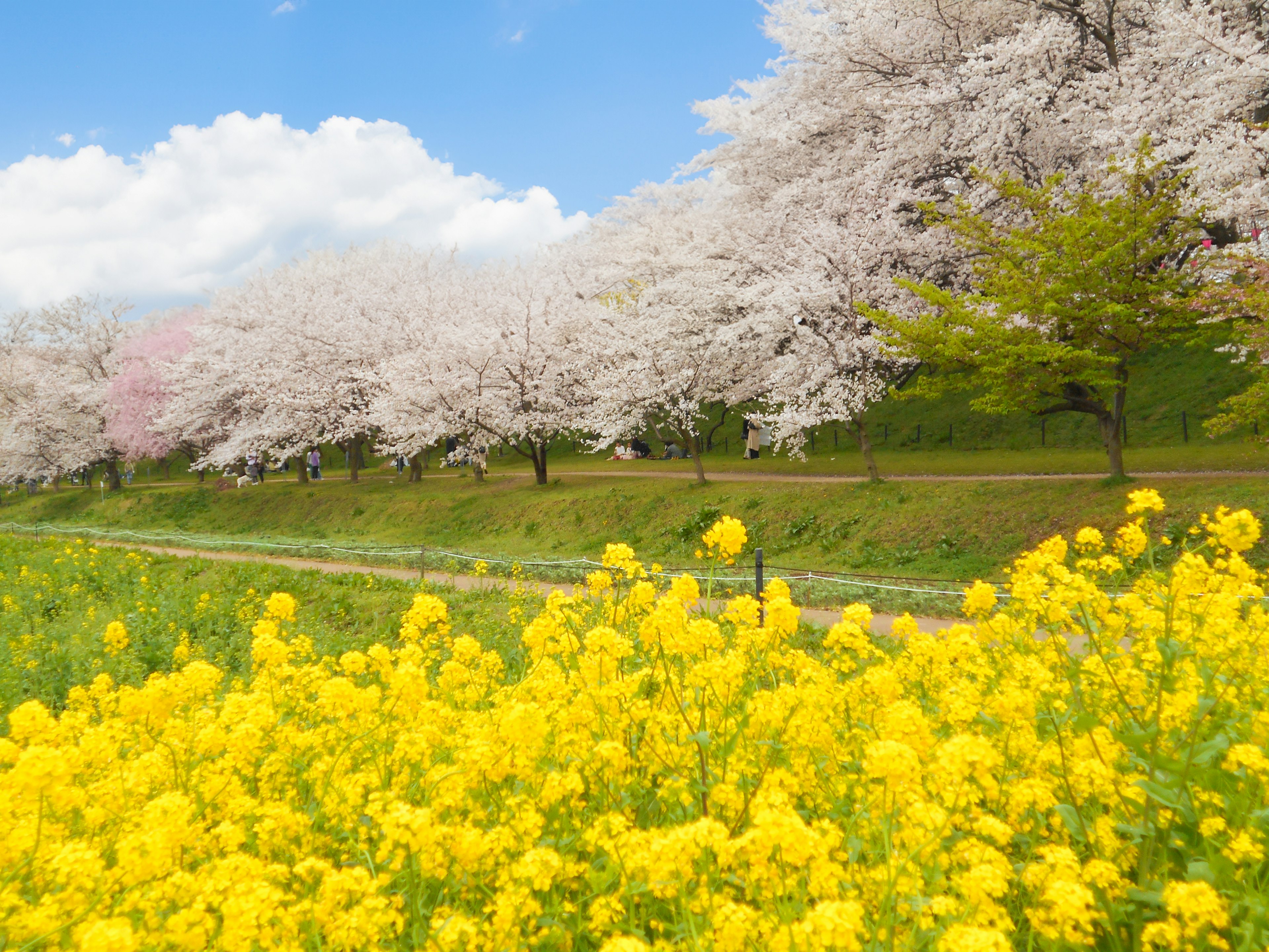 Pemandangan musim semi dengan bunga sakura dan bunga rapa di bawah langit biru