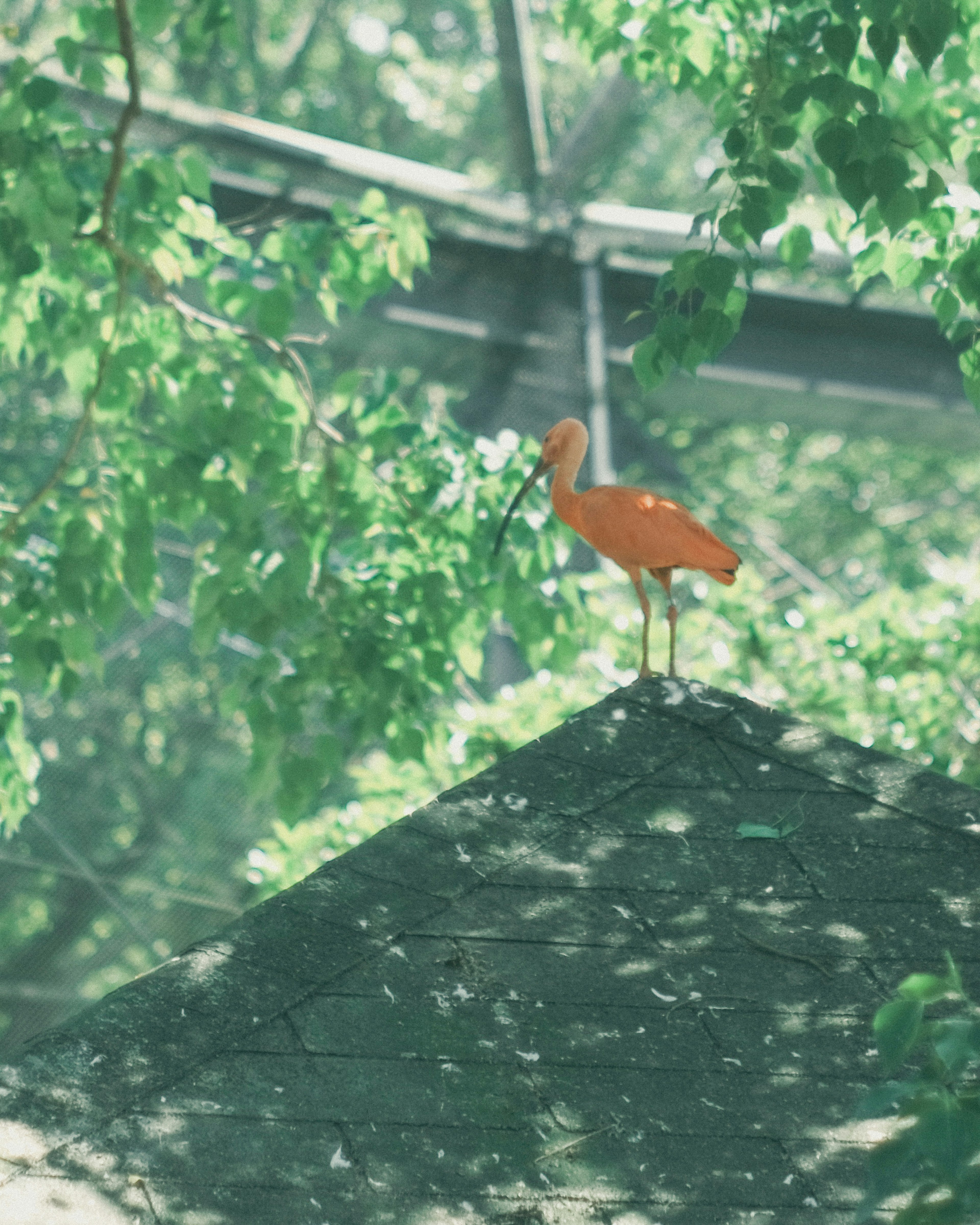 Ein orangefarbener Vogel steht auf einem Dach, umgeben von grünen Blättern