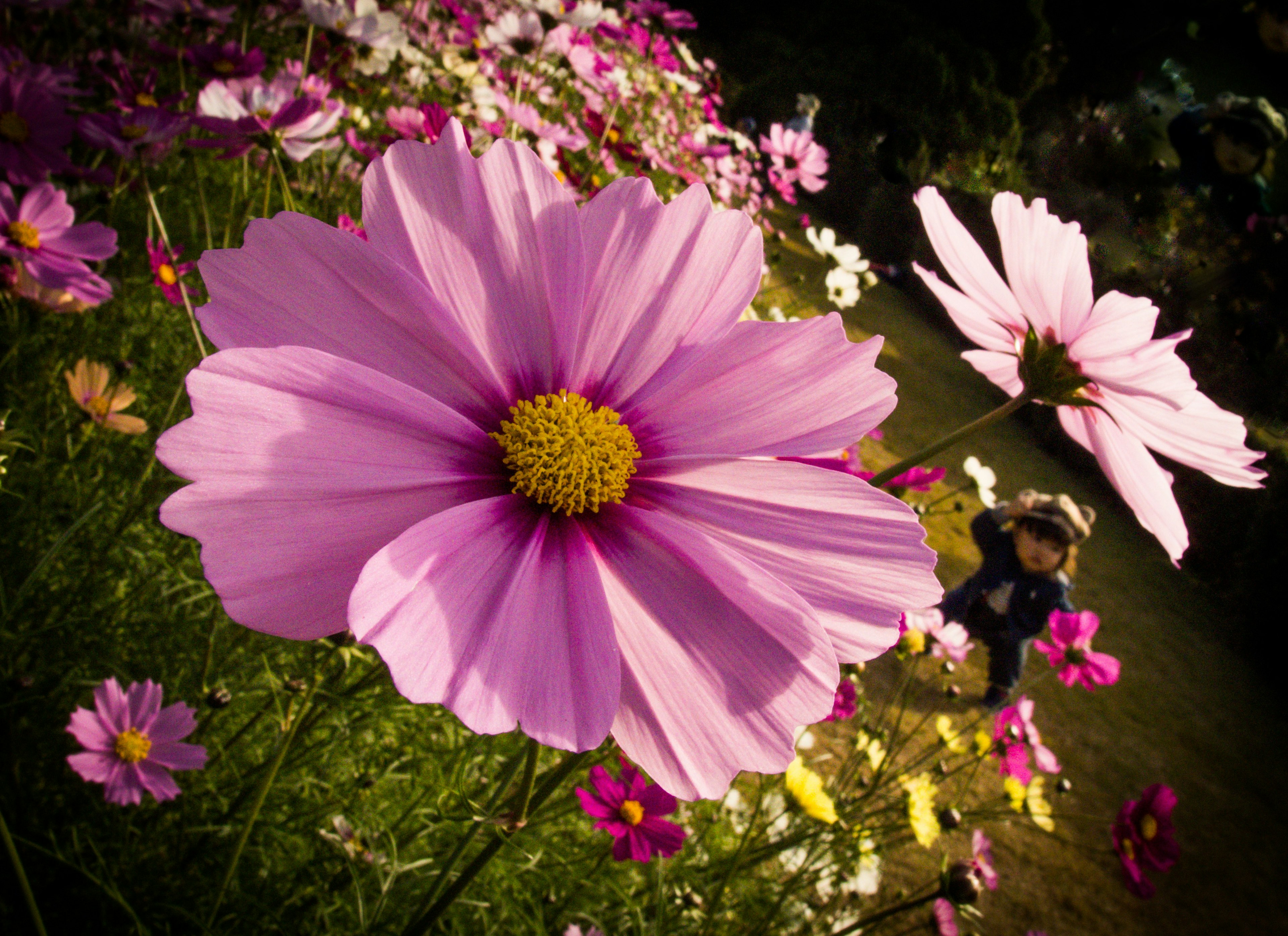 Lebendige Kosmosblumen blühen in einem Garten