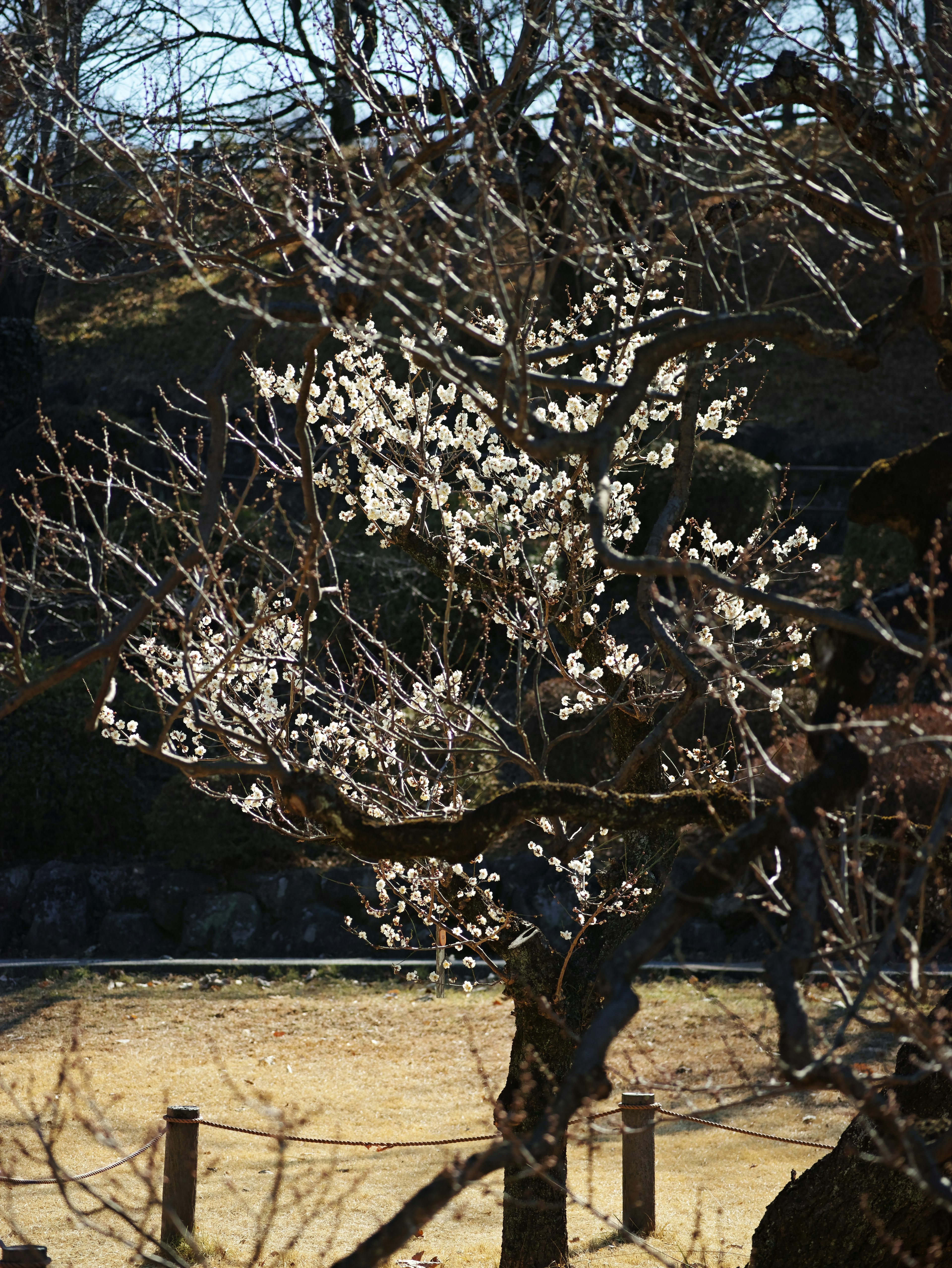 Un ramo d'albero con fiori bianchi in un paesaggio invernale