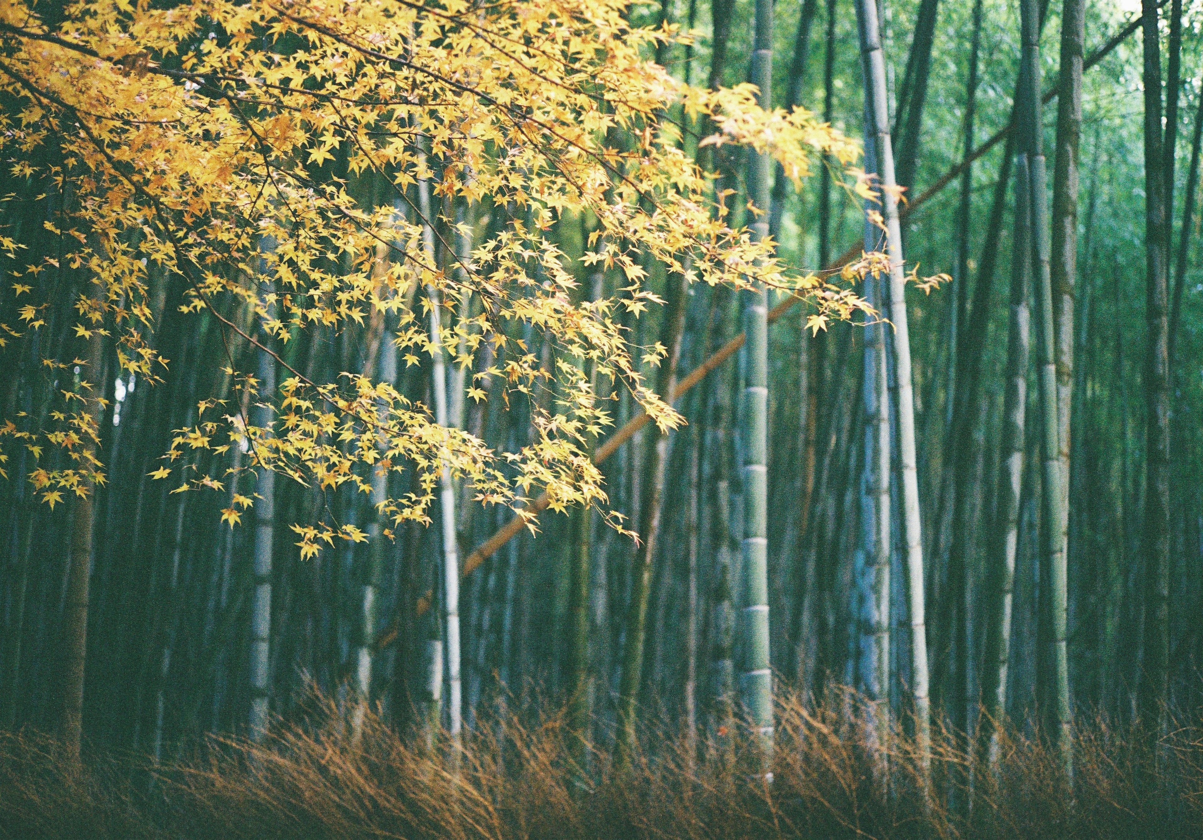 Arbre aux feuilles jaunes dans une forêt de bambous verts