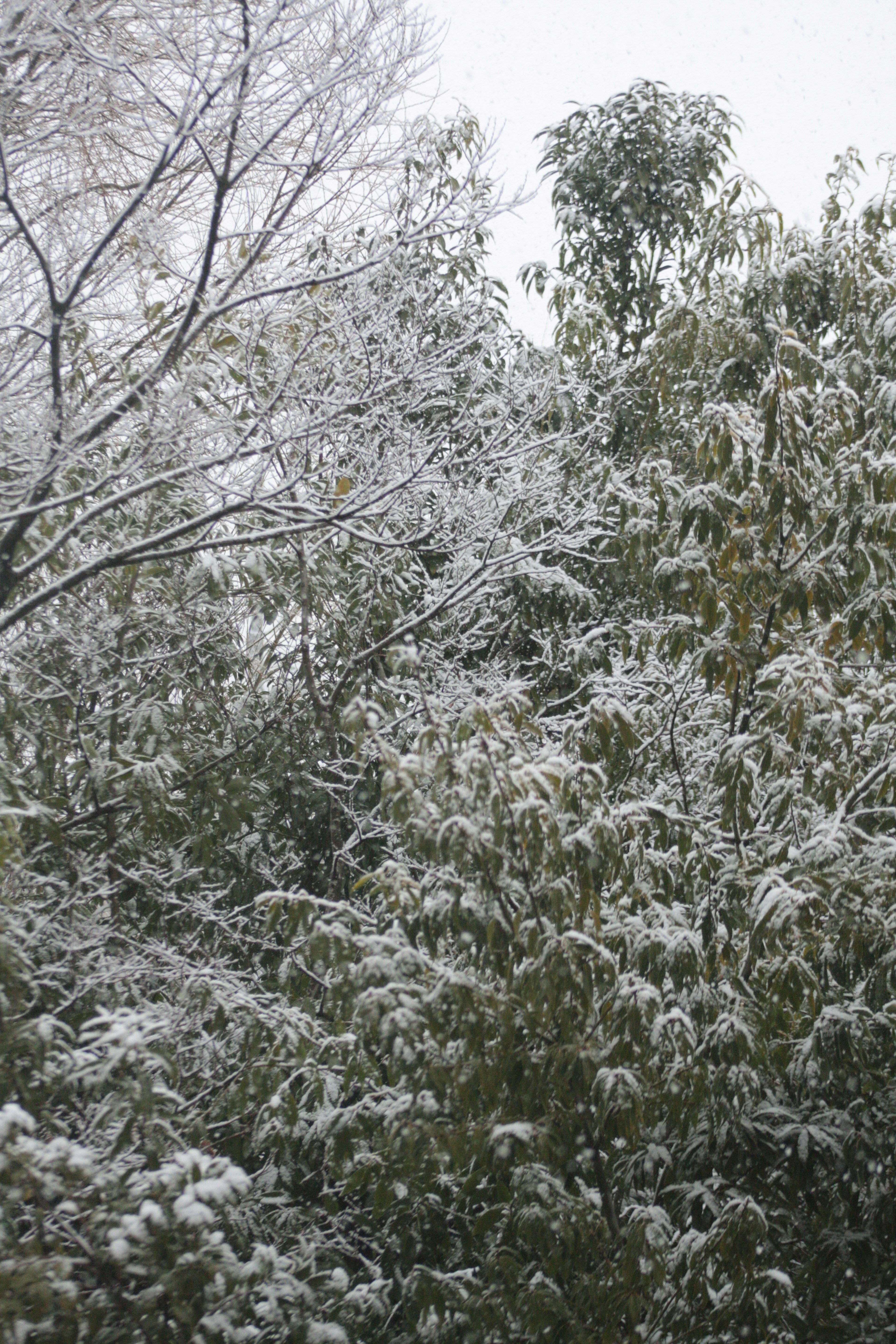 Schneebedeckte Bäume und Bambuslandschaft