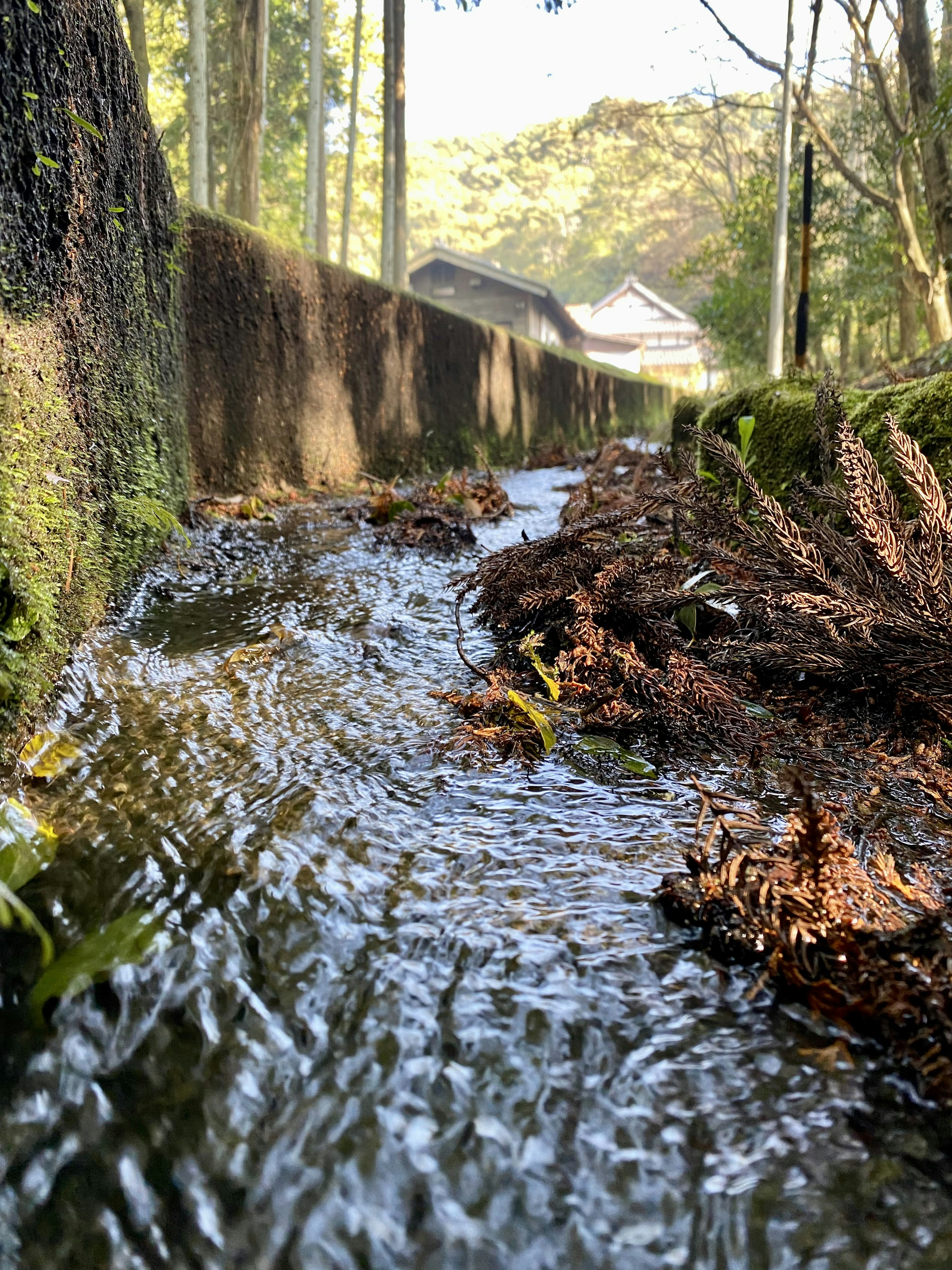 Ein ruhiger Bach fließt entlang einer grünen Landschaft mit einem Haus im Hintergrund