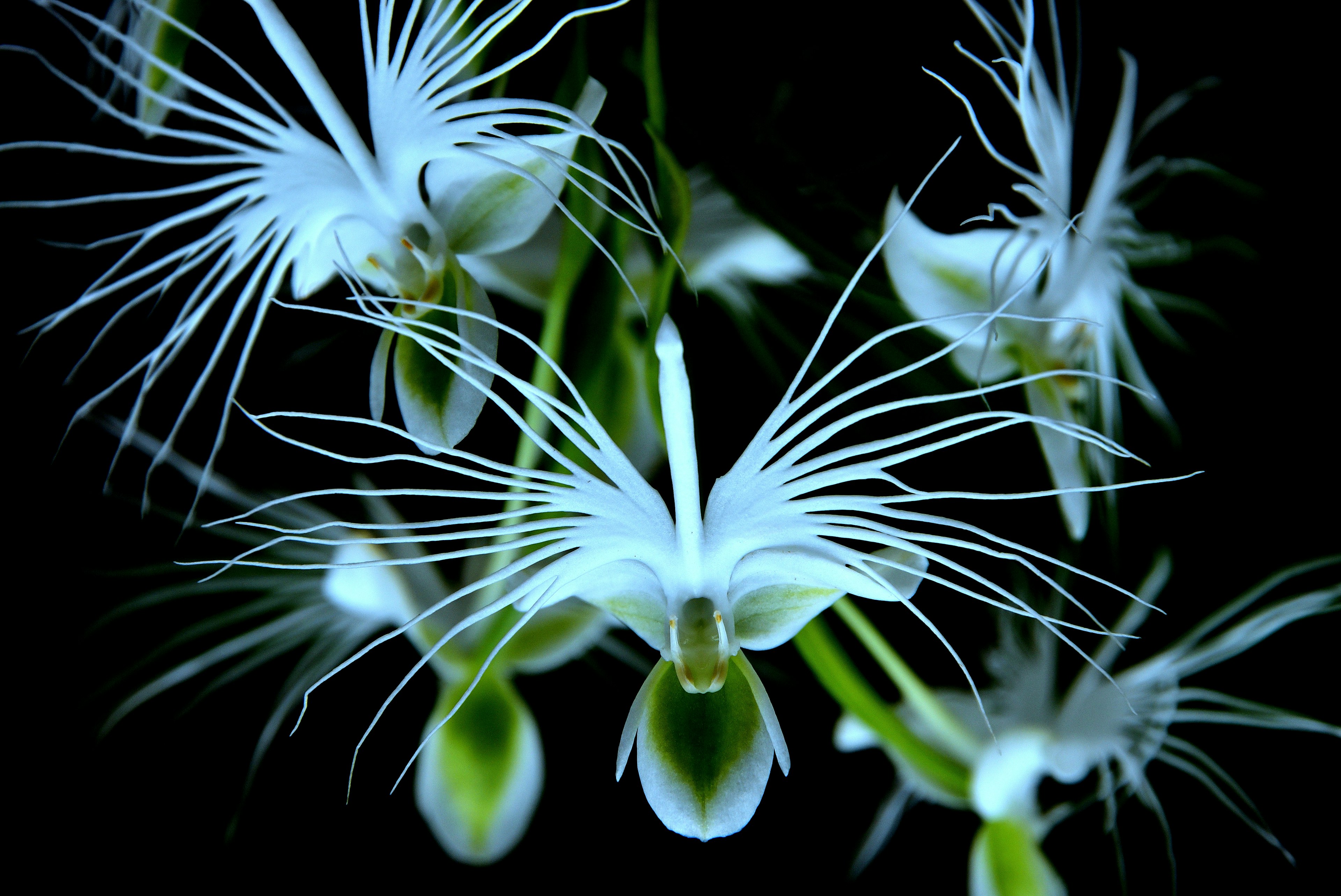 Orchid flowers with white petals and long, whisker-like structures