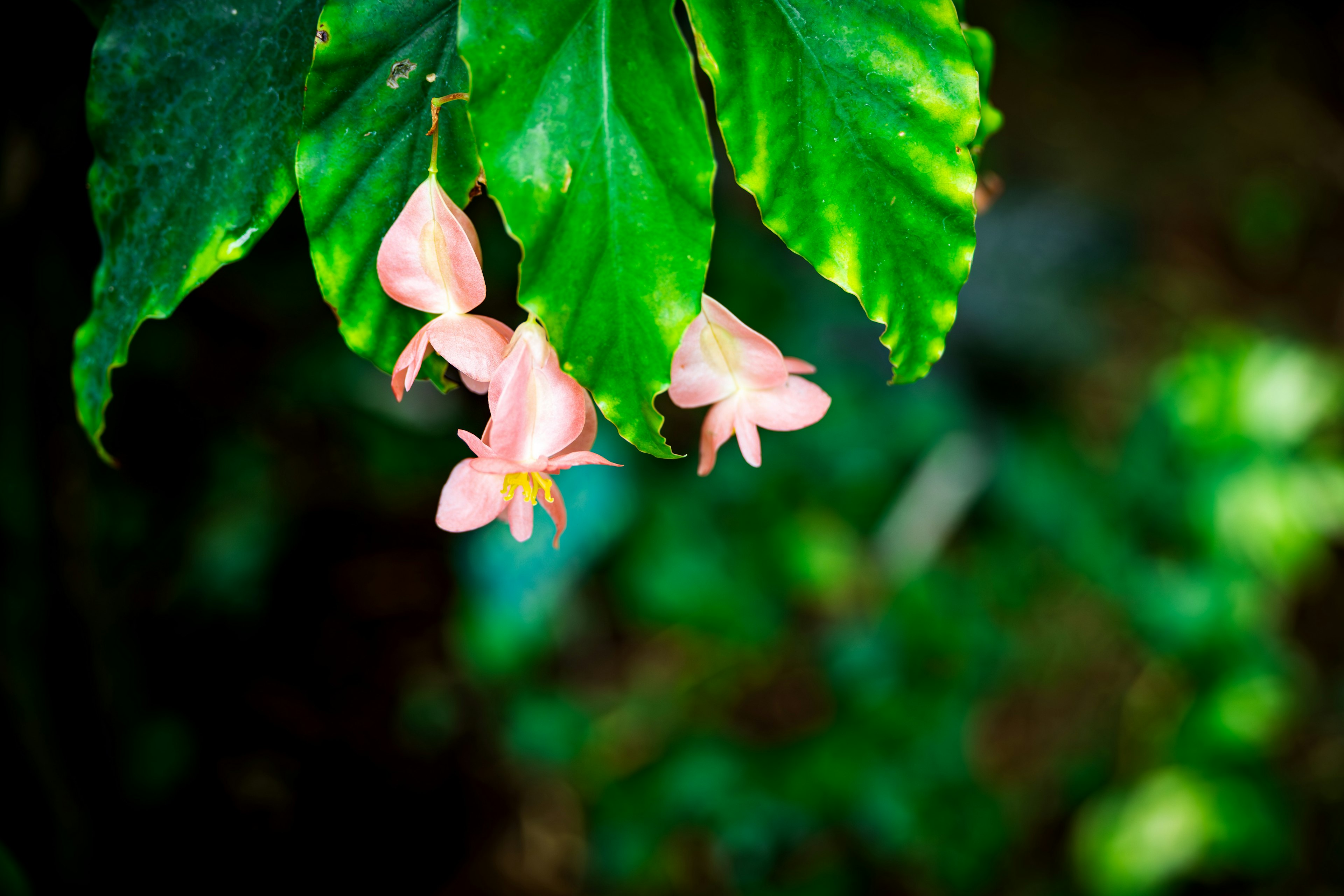 緑の葉の下に咲くピンクの花