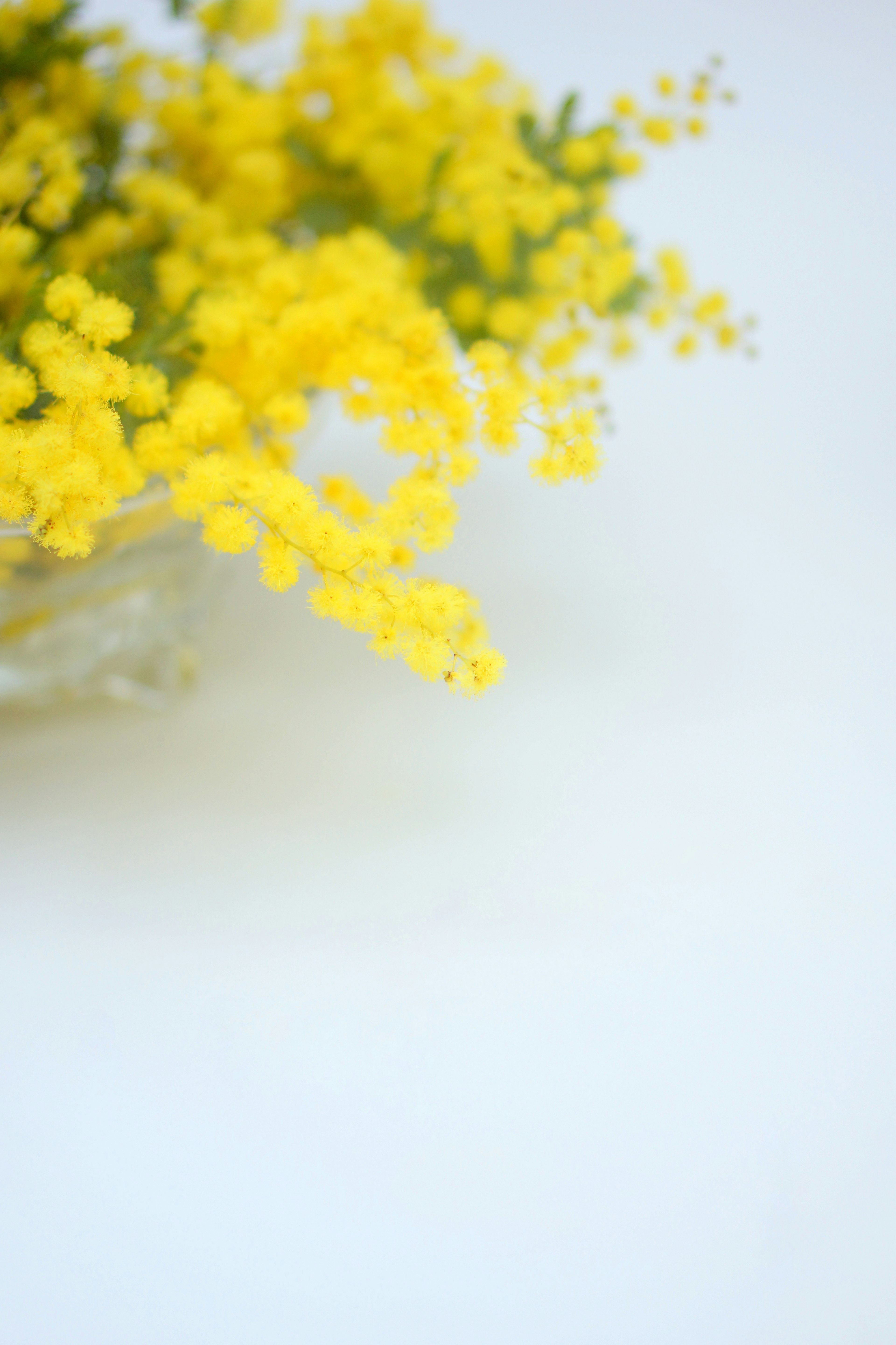 透明な容器に入った鮮やかな黄色のミモザの花束