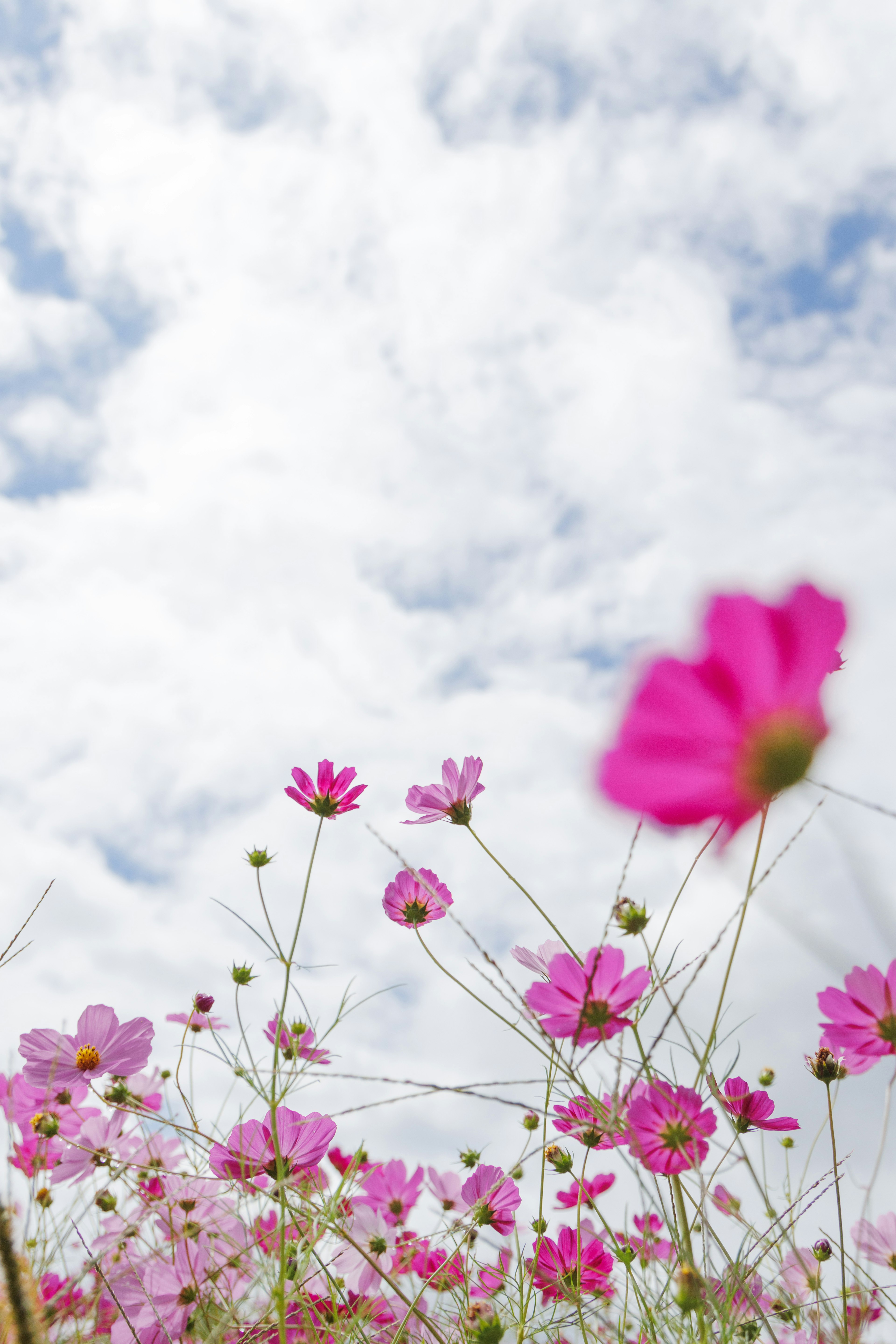 Landscape of pink flowers against a cloudy sky